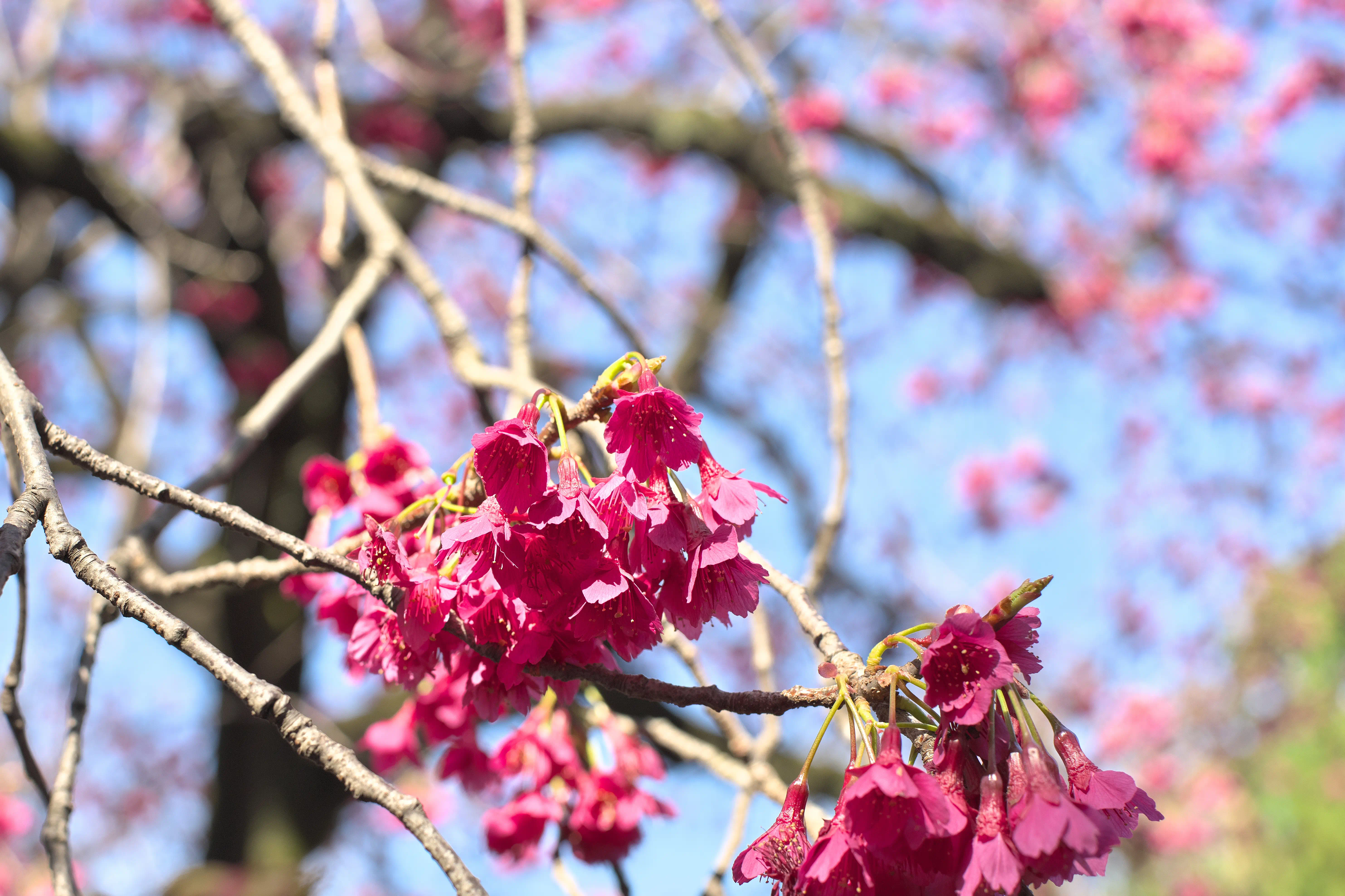 寒緋桜の写真1
