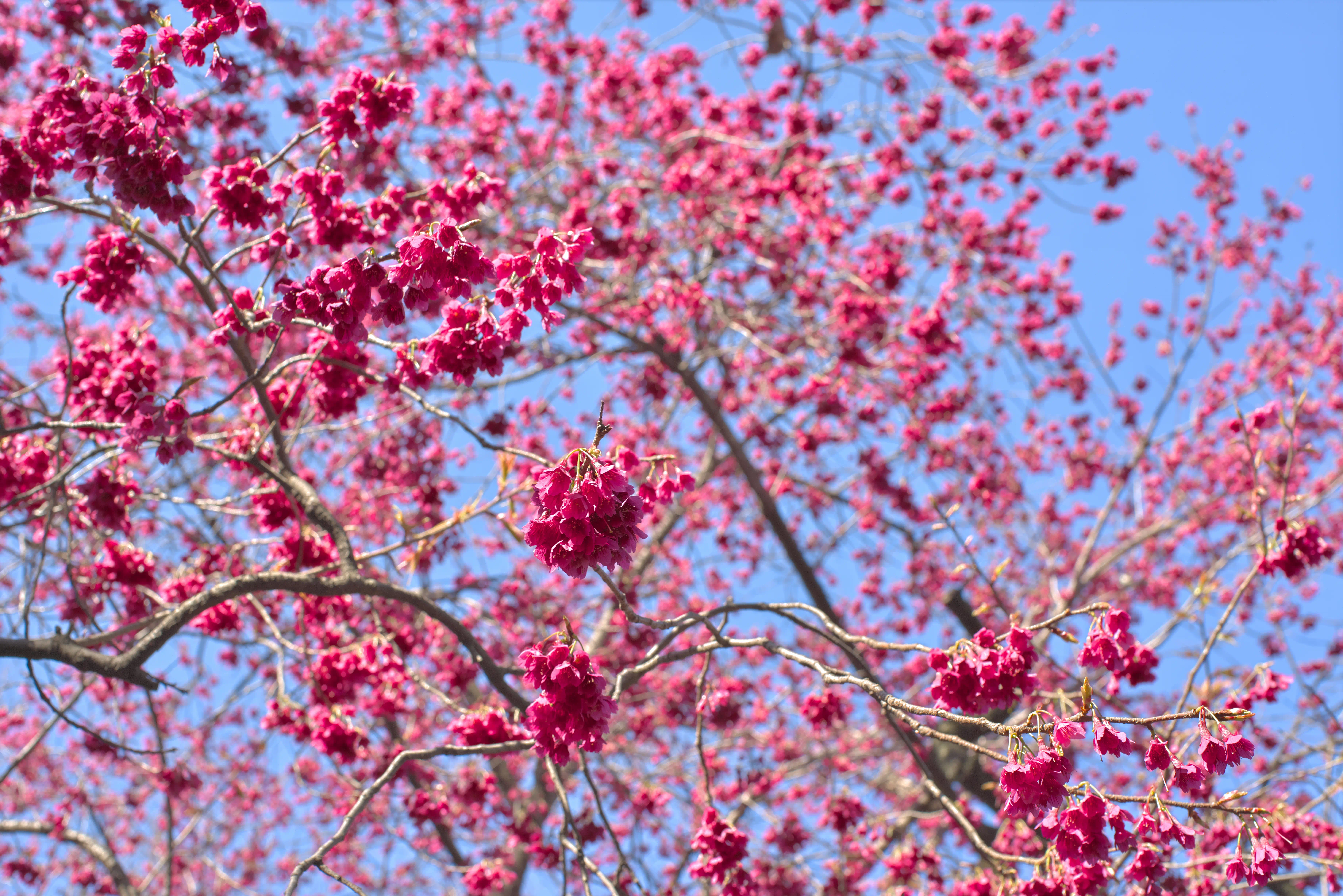 寒緋桜の写真1