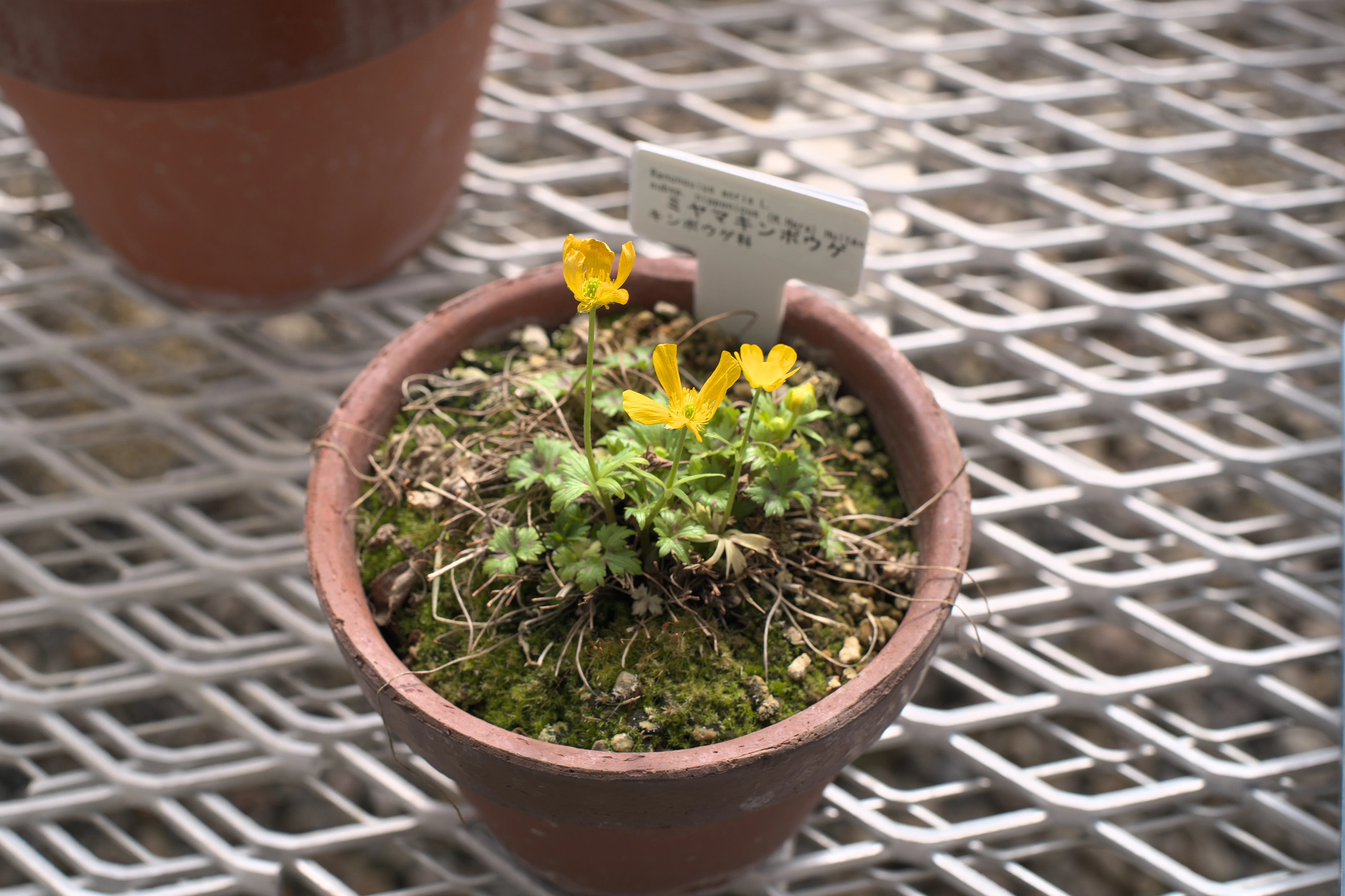 温室のキンポウゲ科の植物の写真1