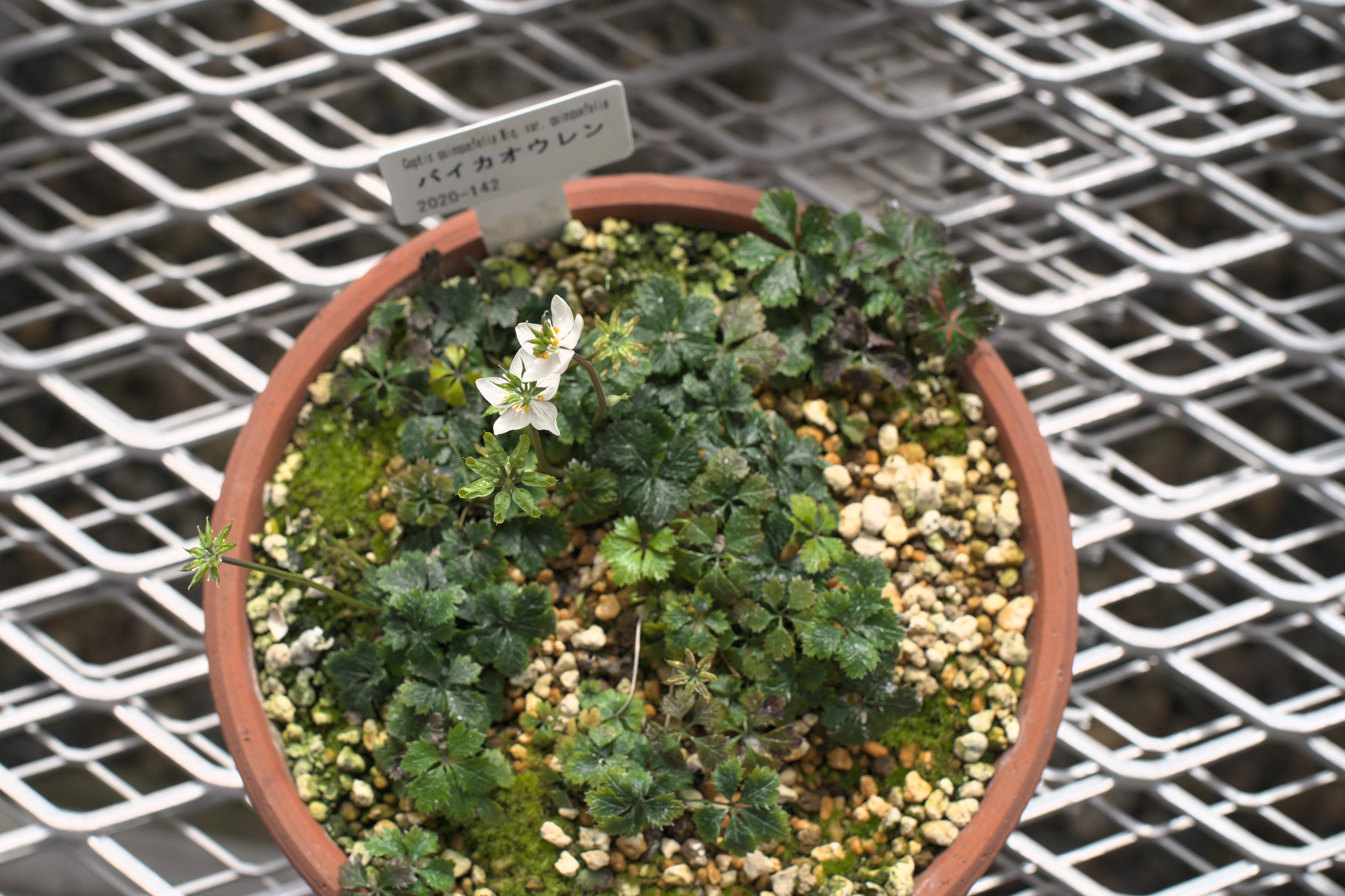 温室のキンポウゲ科の植物の写真2