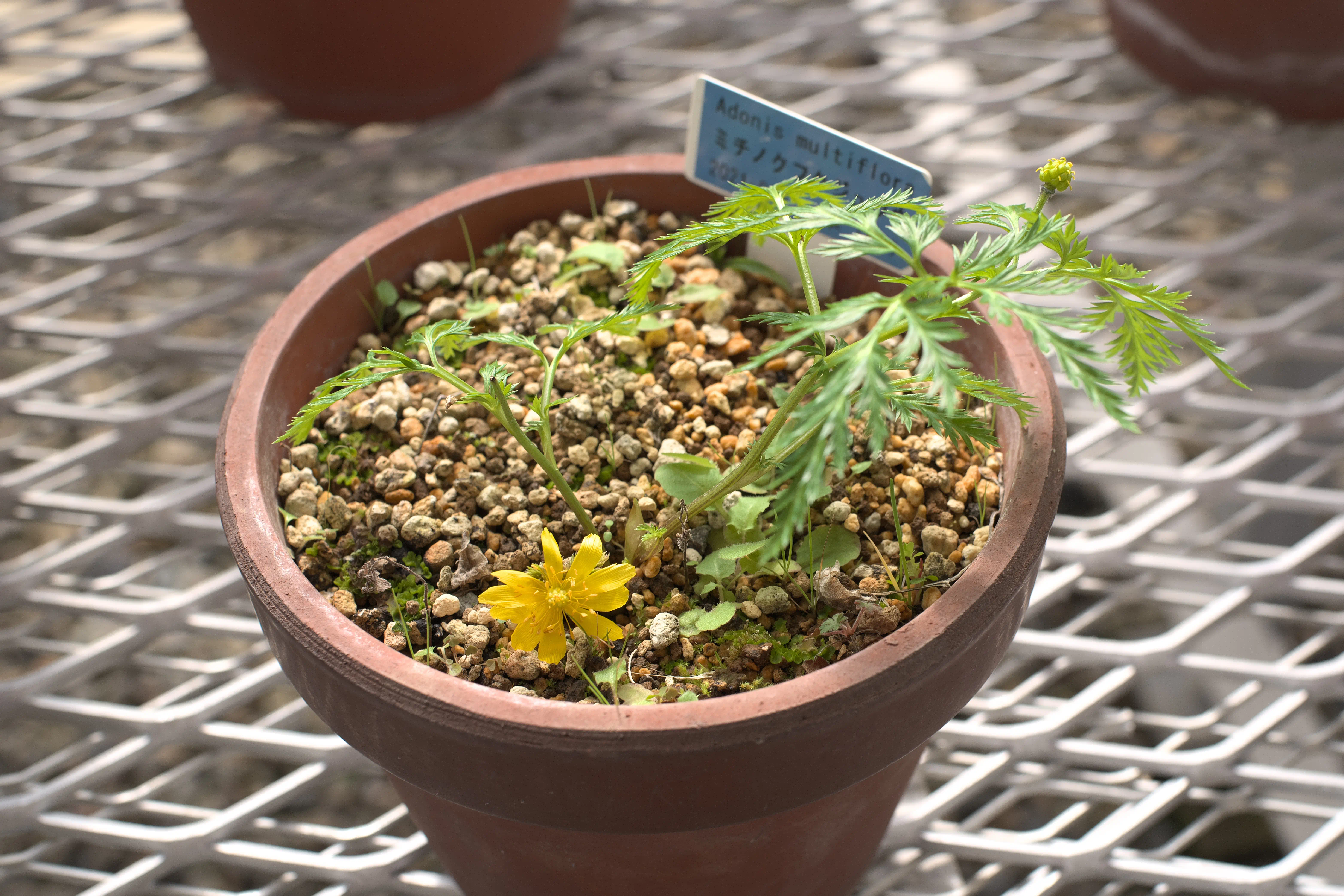 温室のキンポウゲ科の植物の写真3