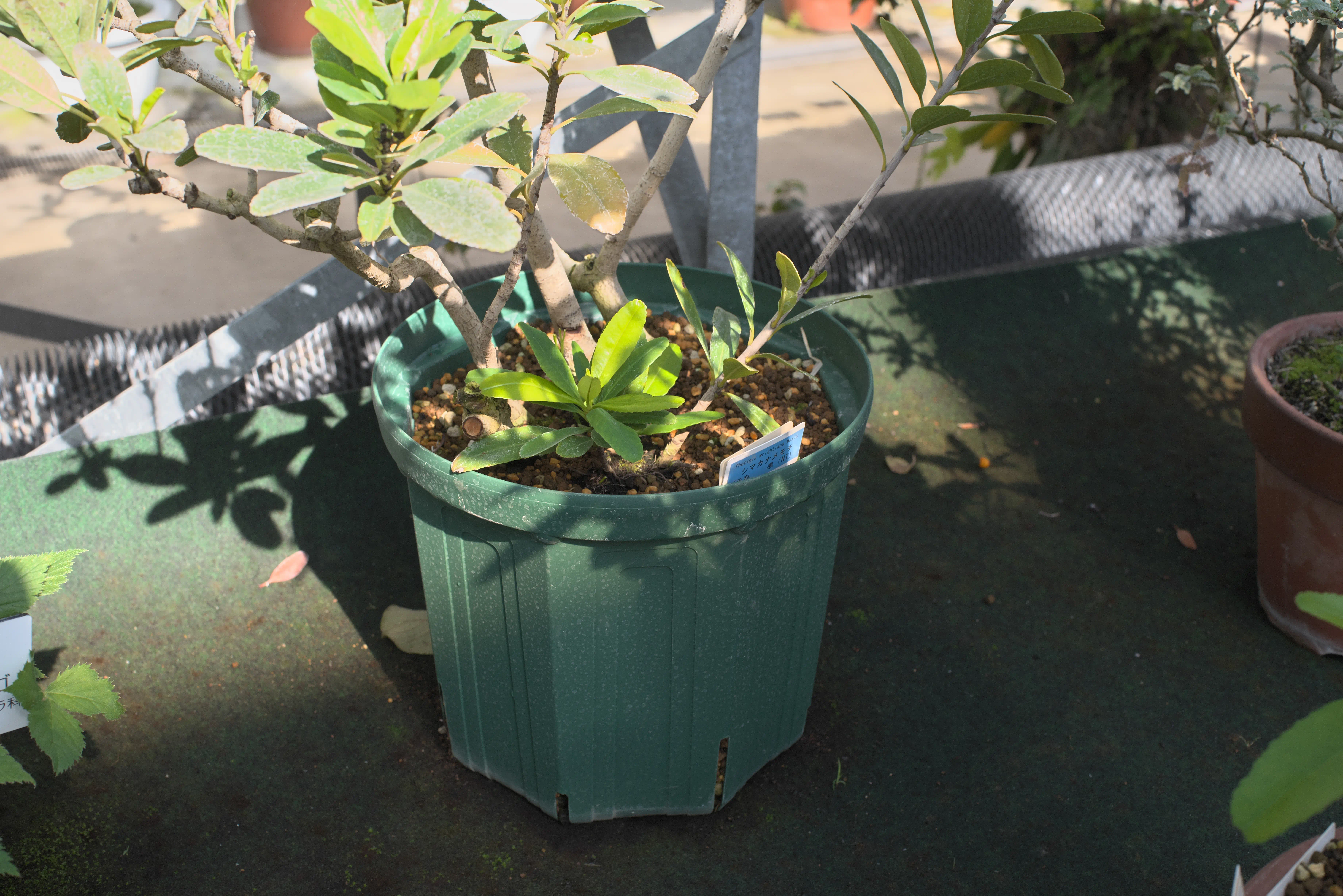 スリット鉢の写真