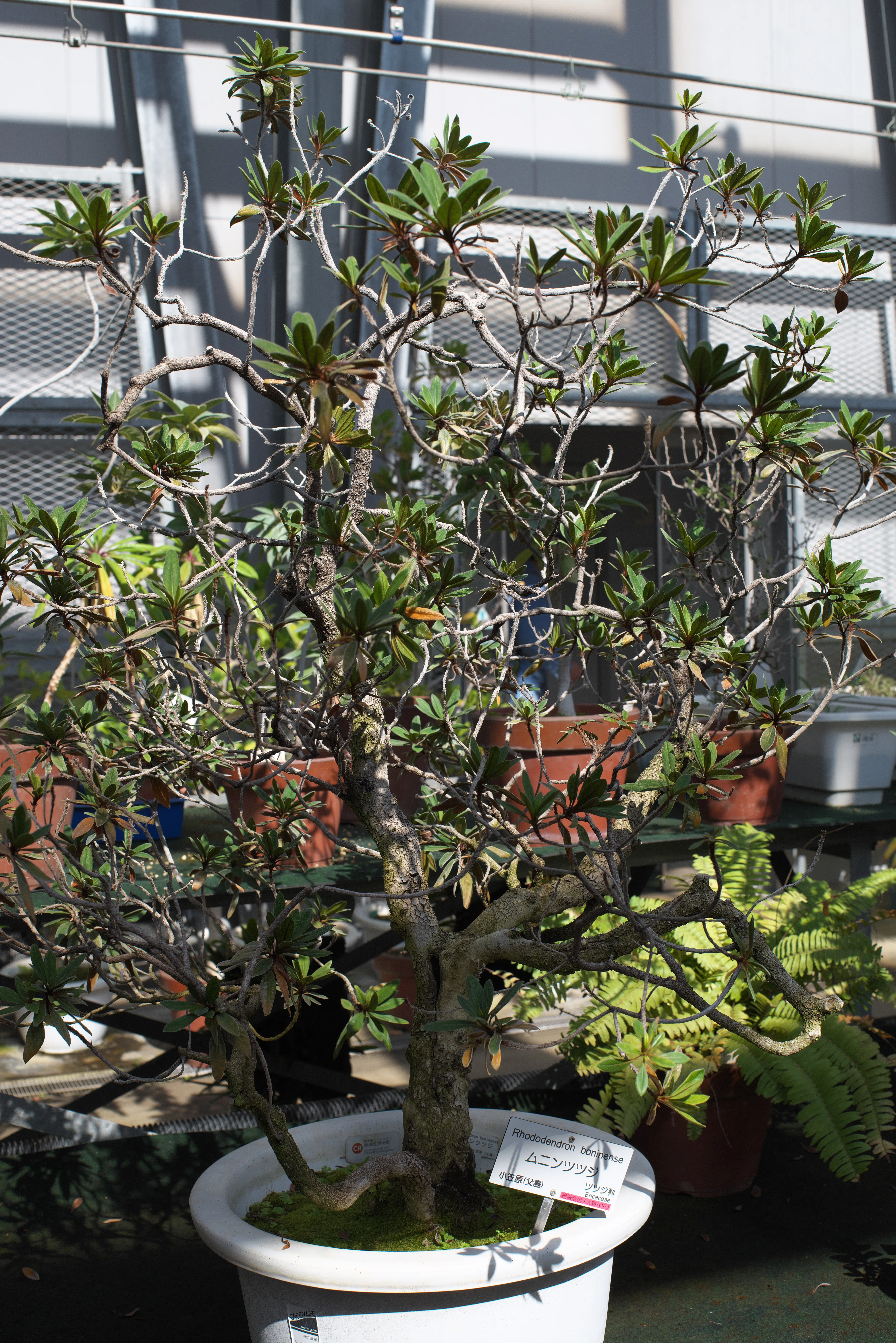 ムニンツツジの写真1