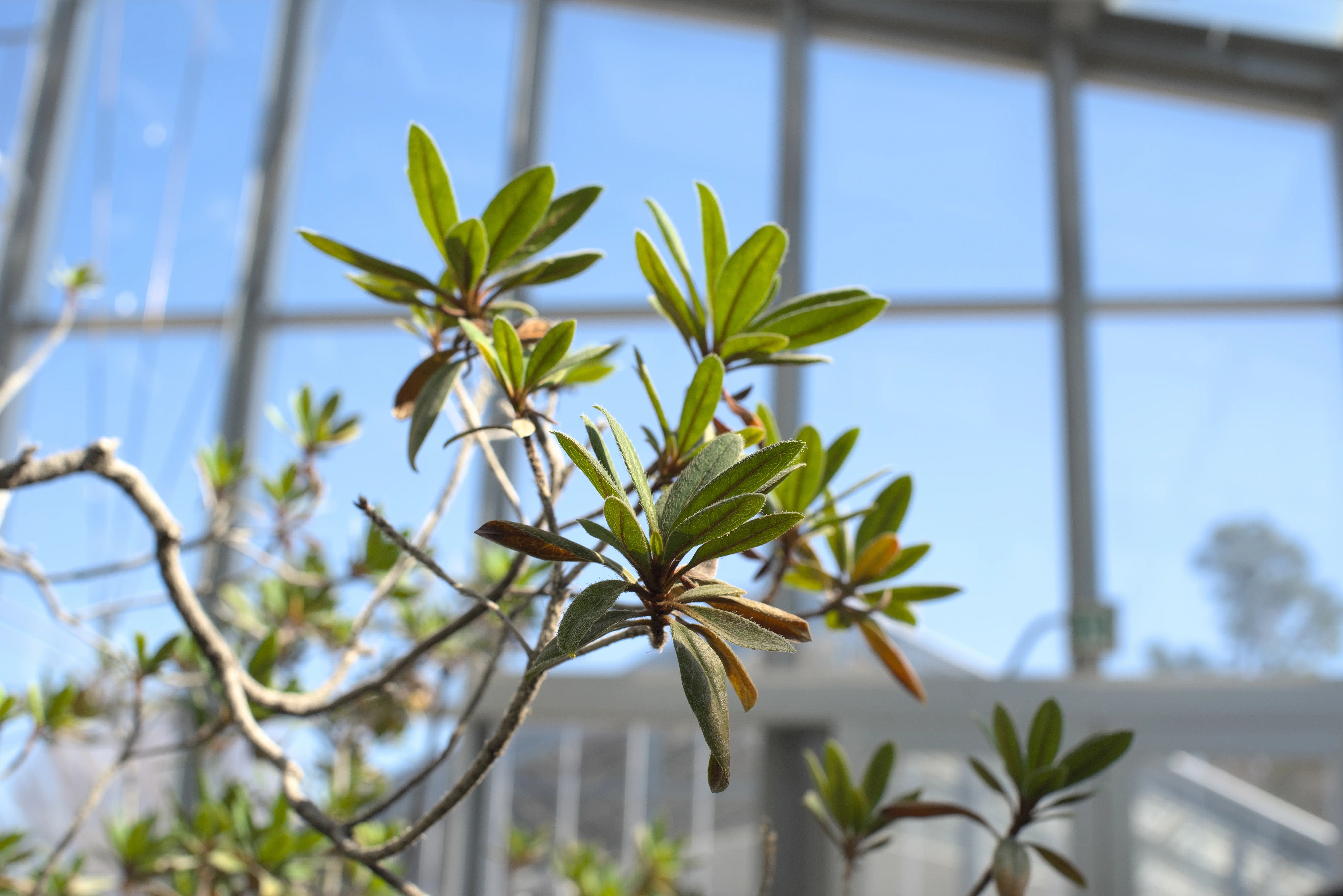 ムニンツツジの写真2