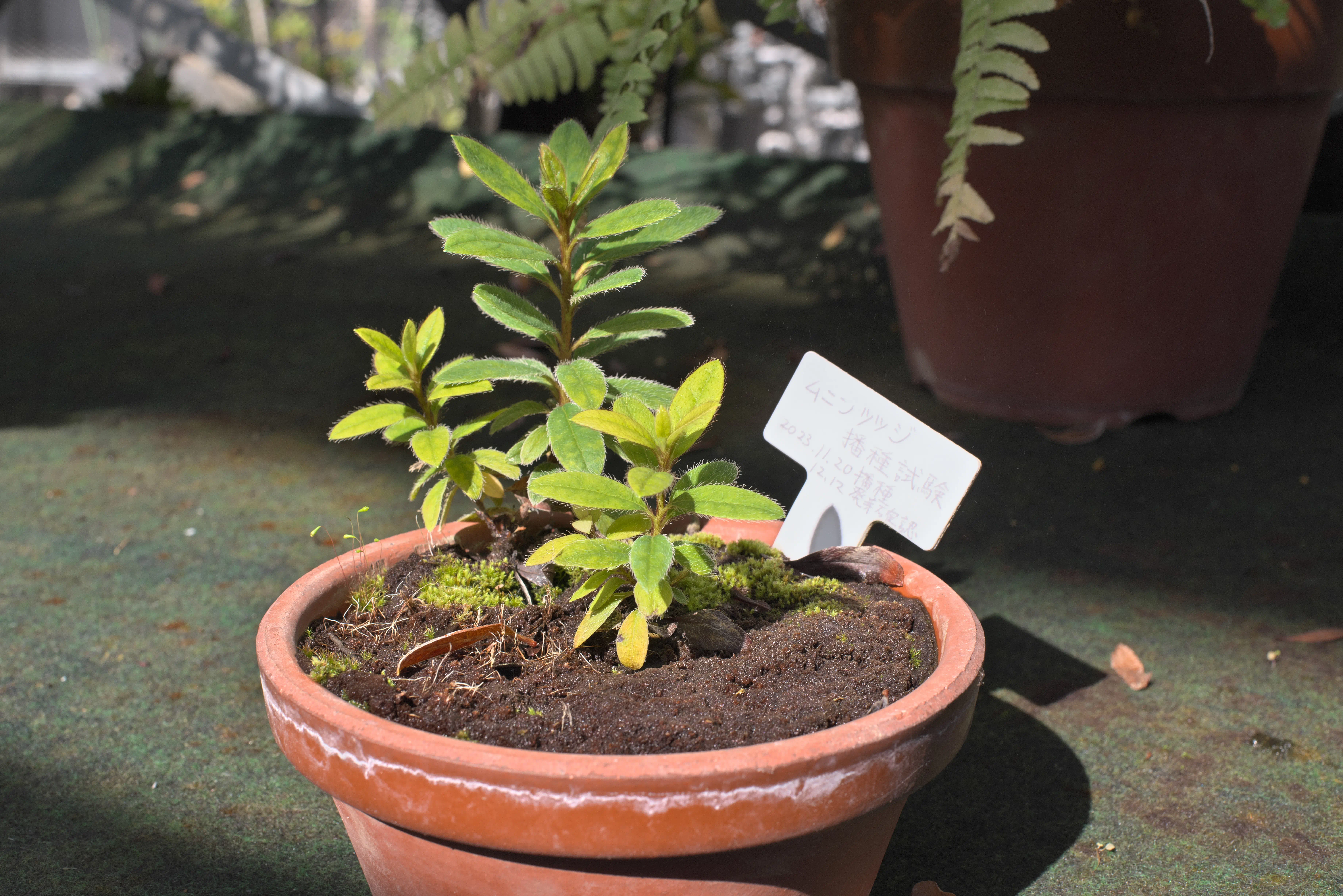 ムニンツツジの写真3