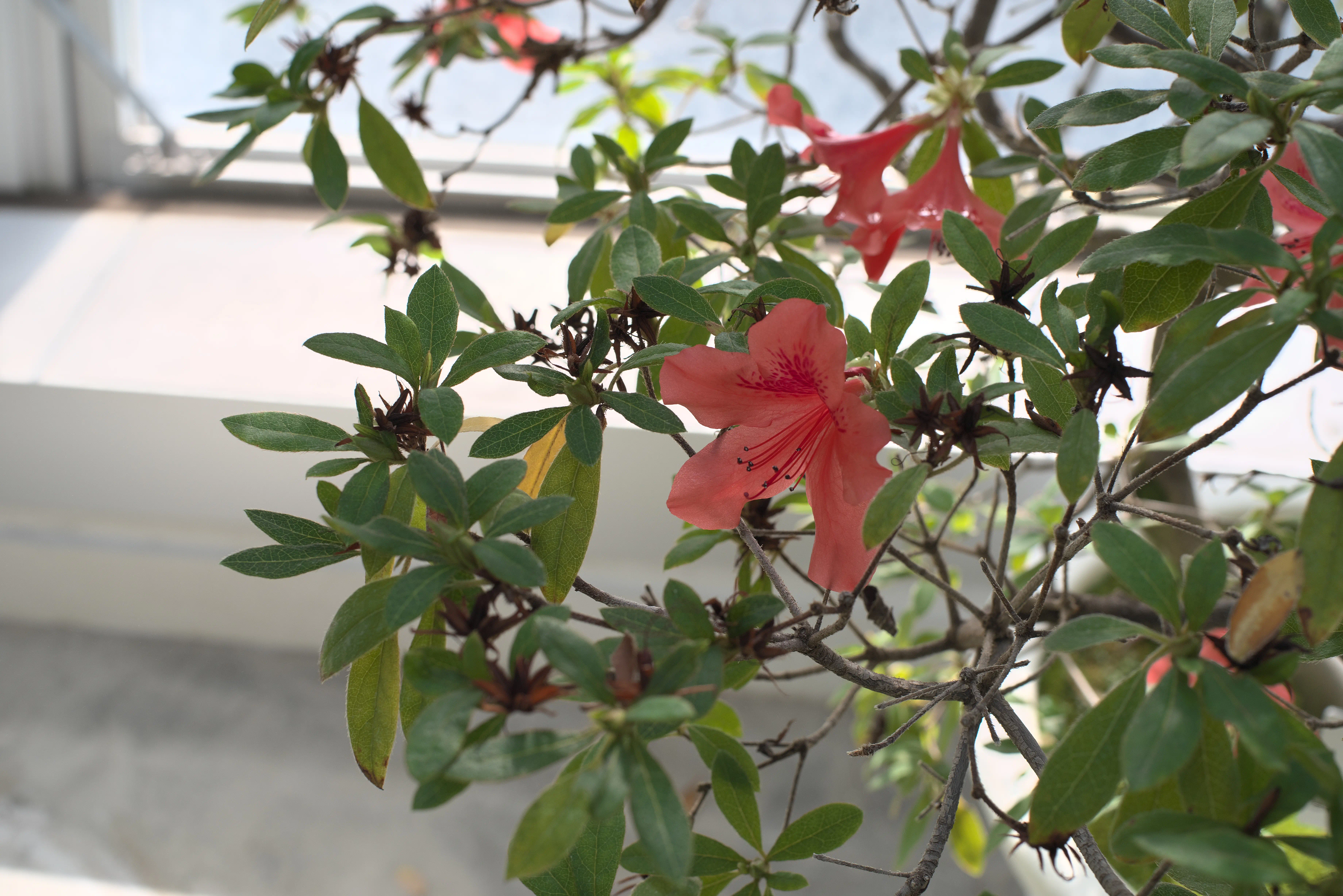 サキシマツツジの写真2