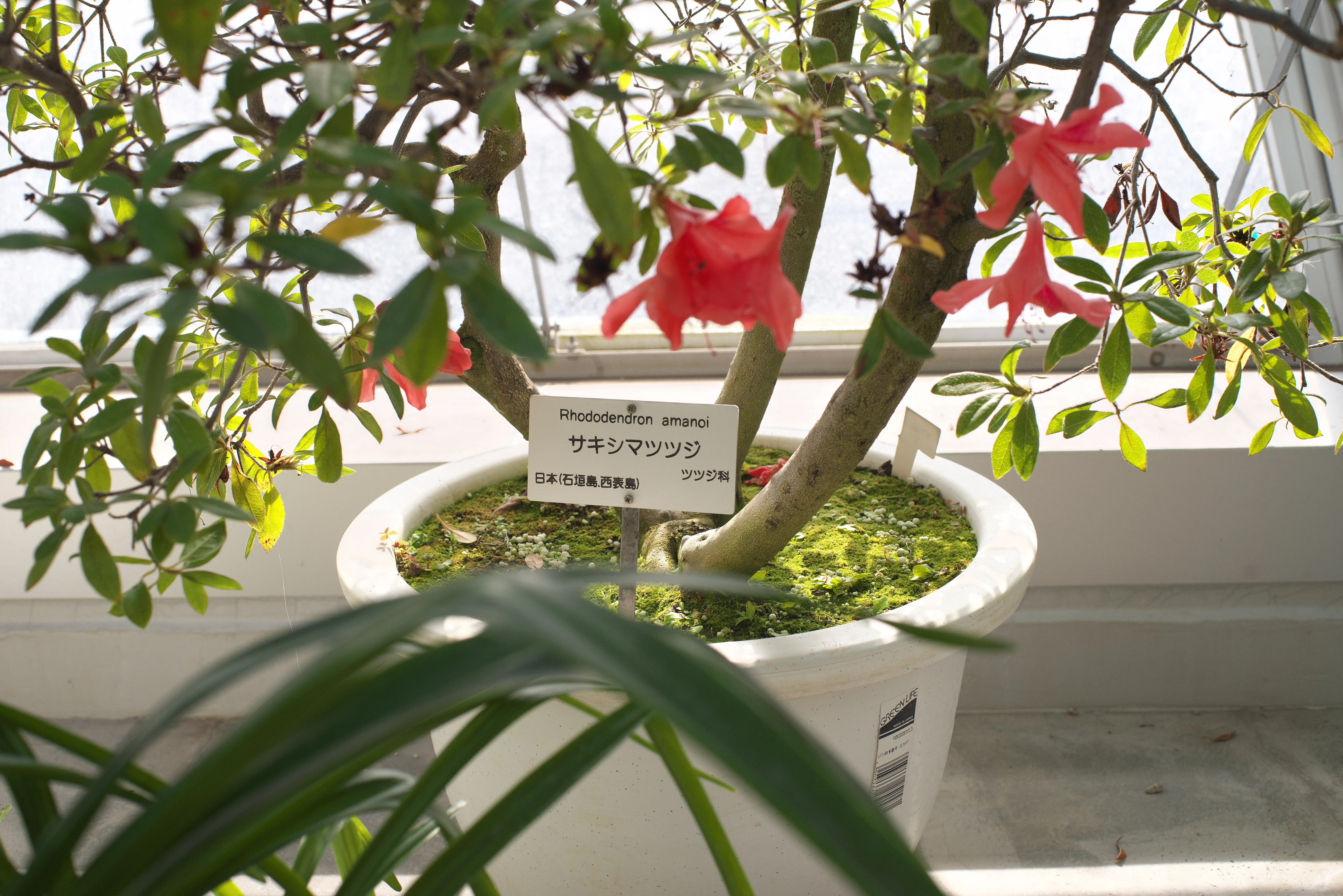 サキシマツツジの写真1