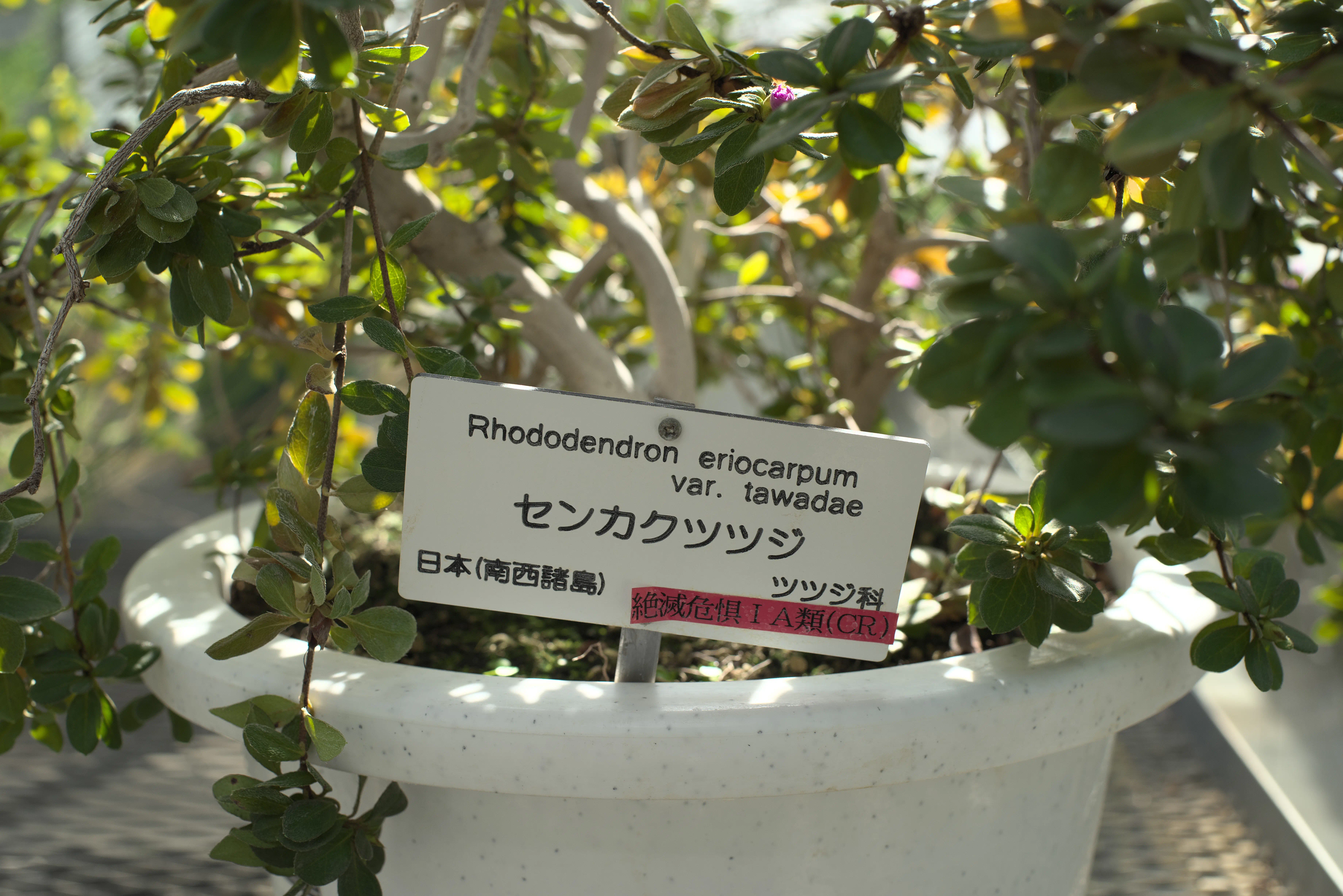 センカクツツジの写真1