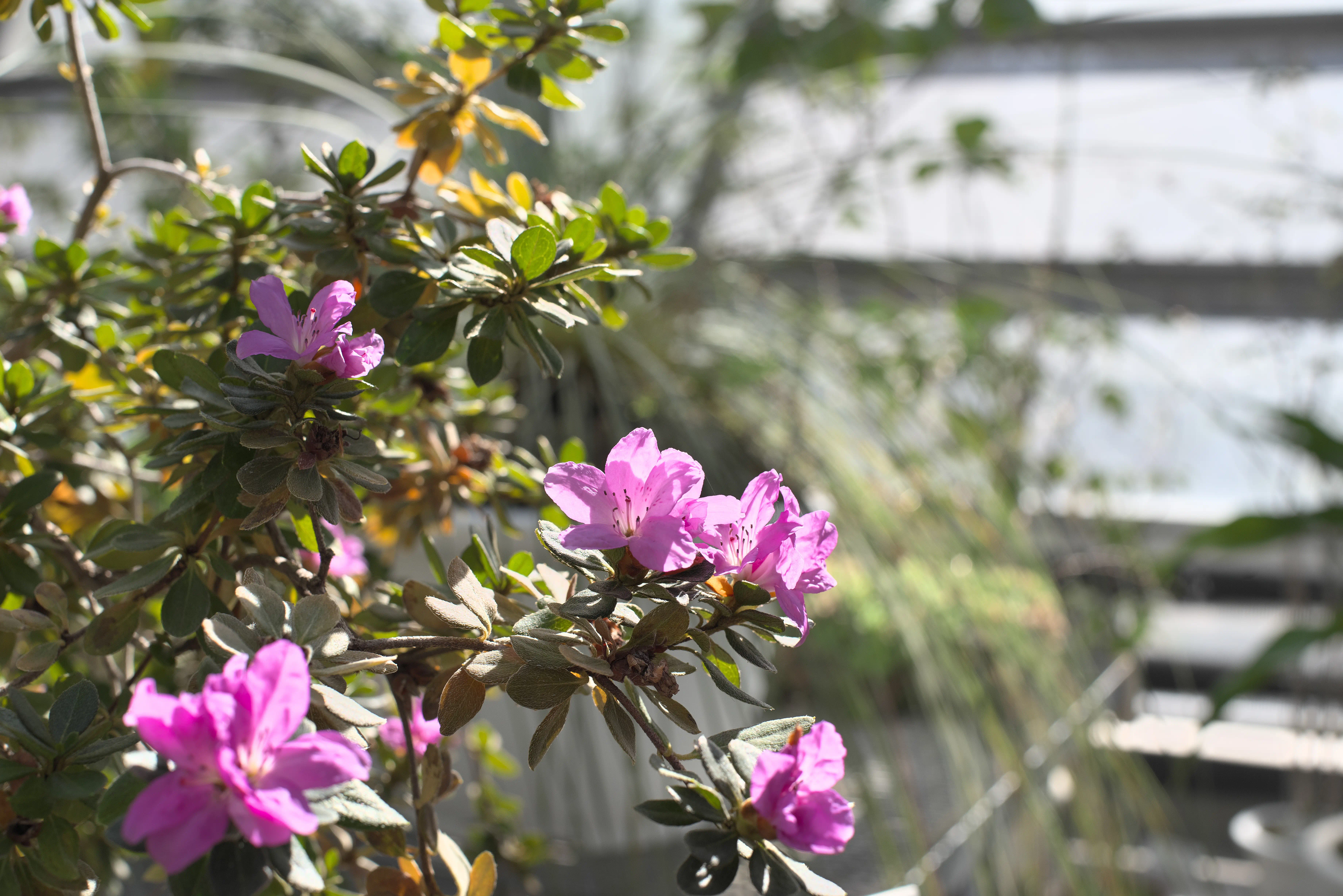 センカクツツジの写真2