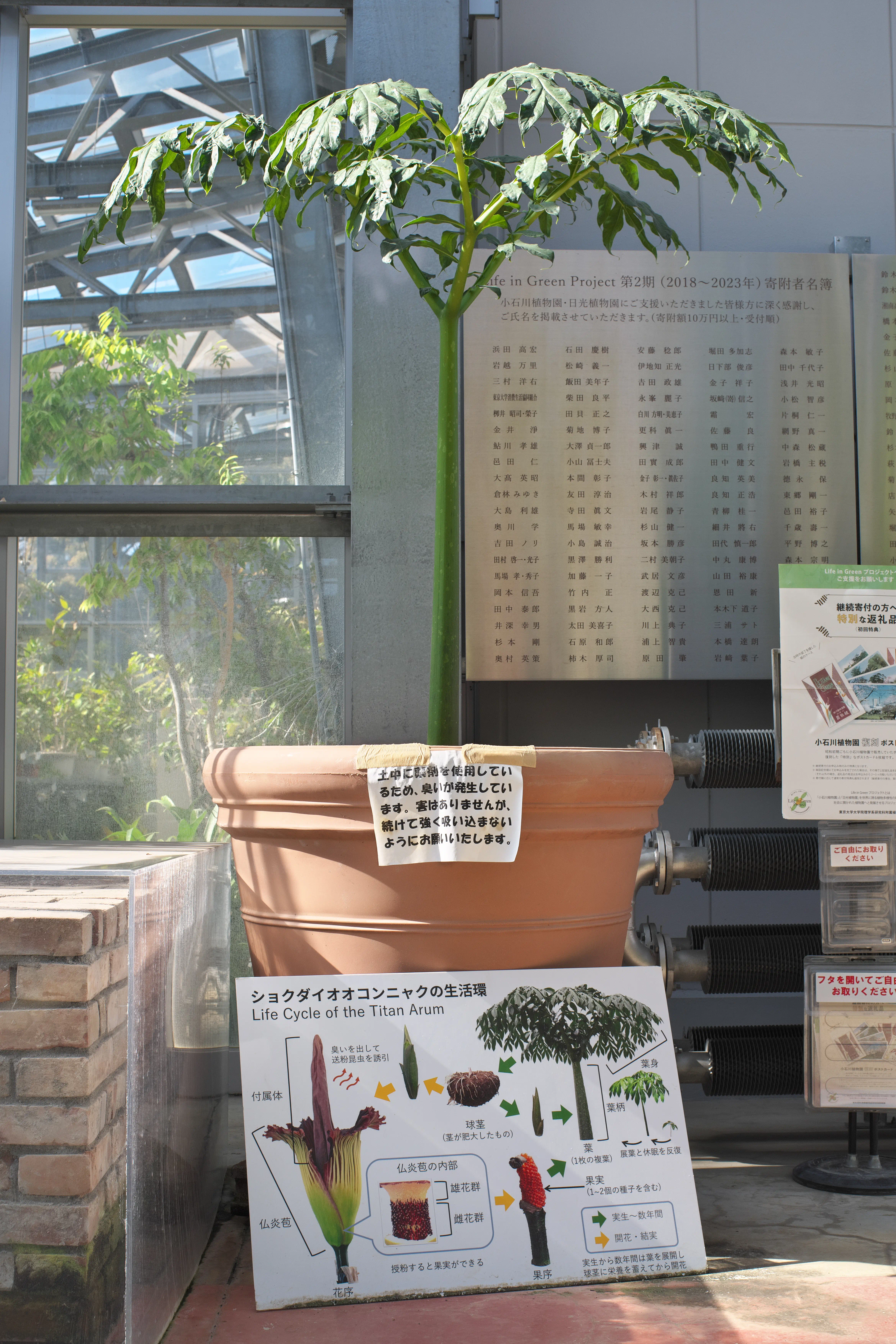 ショクダイオオコンニャクの写真1