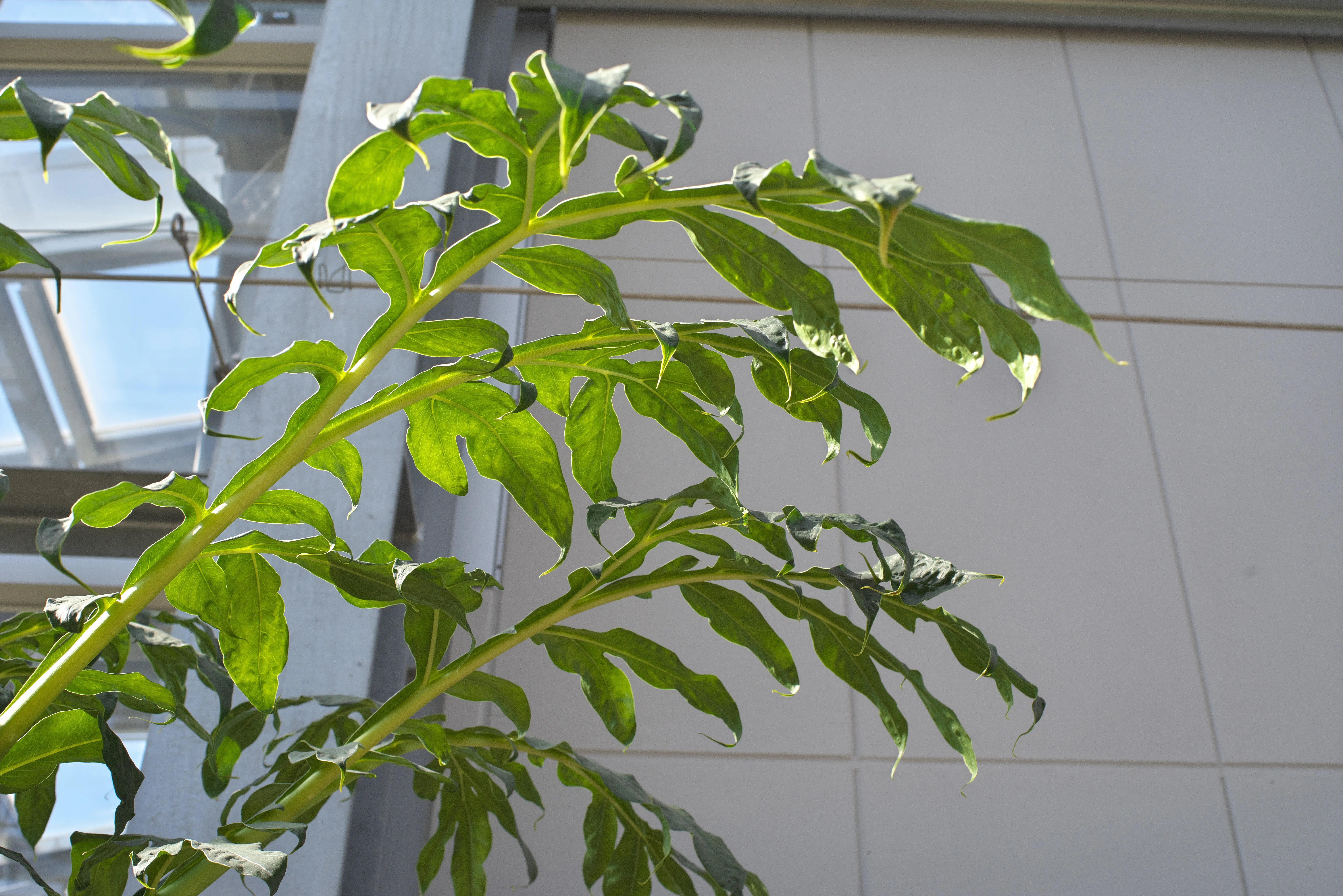 ショクダイオオコンニャクの写真2