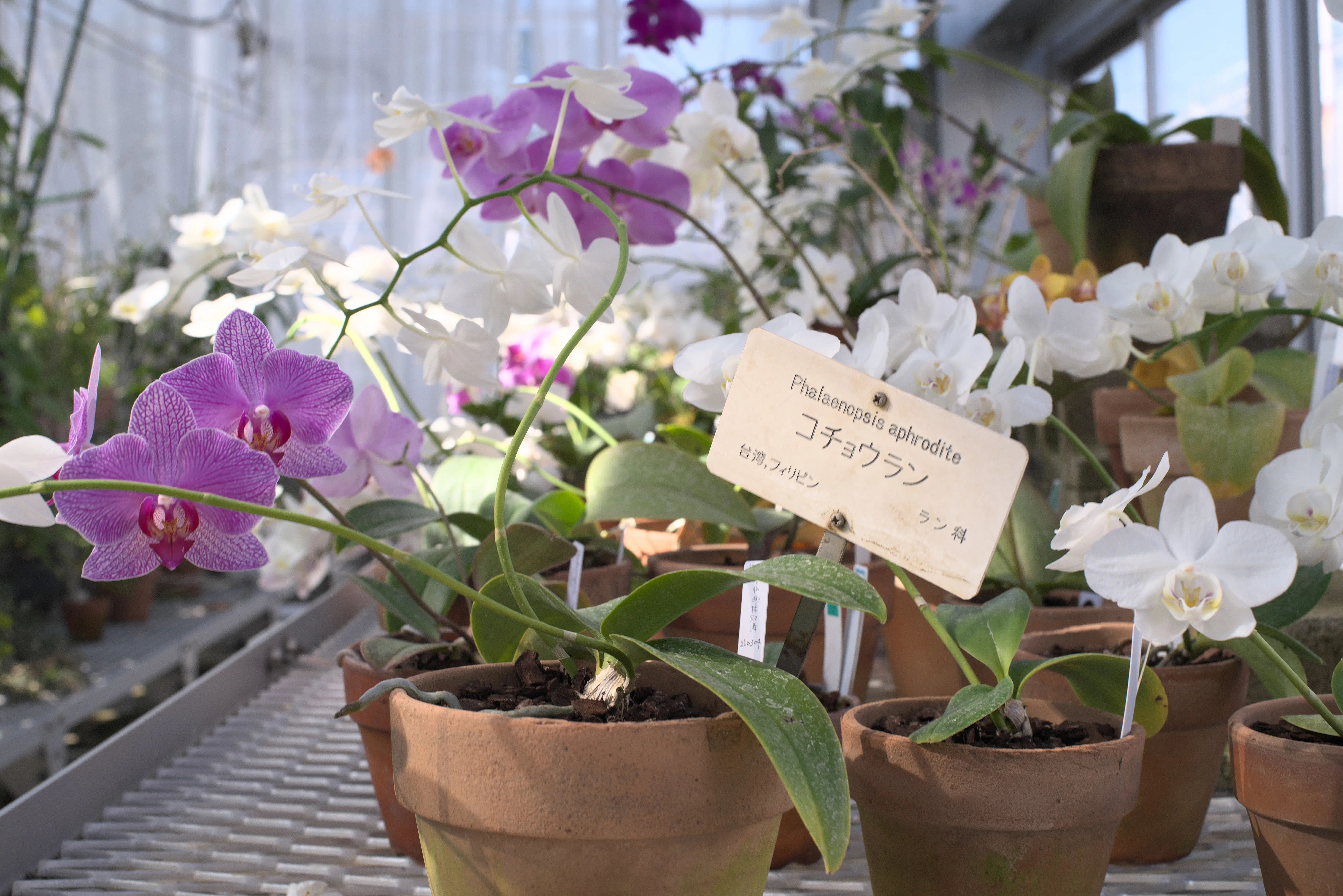 コチョウランの写真1