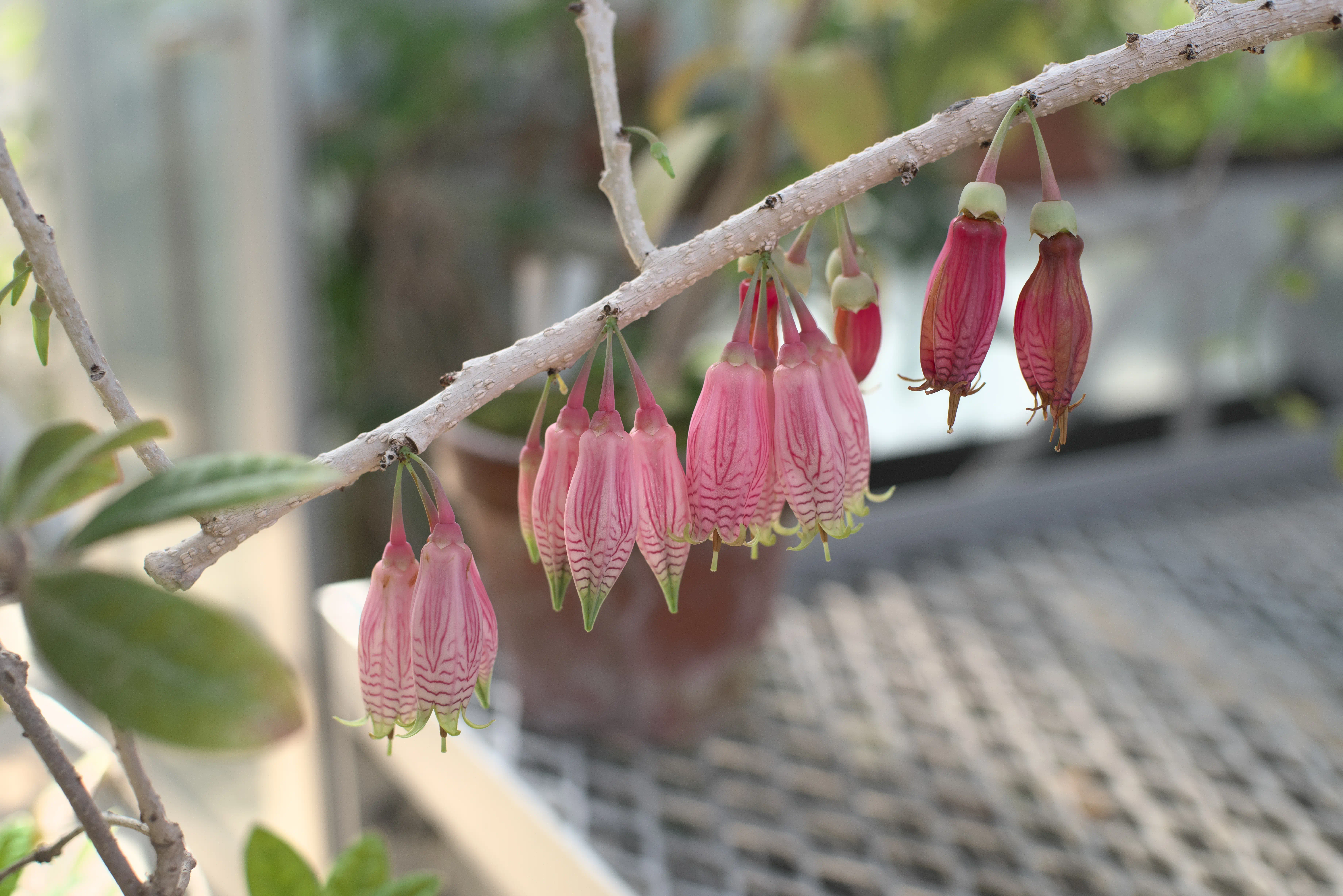 アガペテス グランディフロラの写真