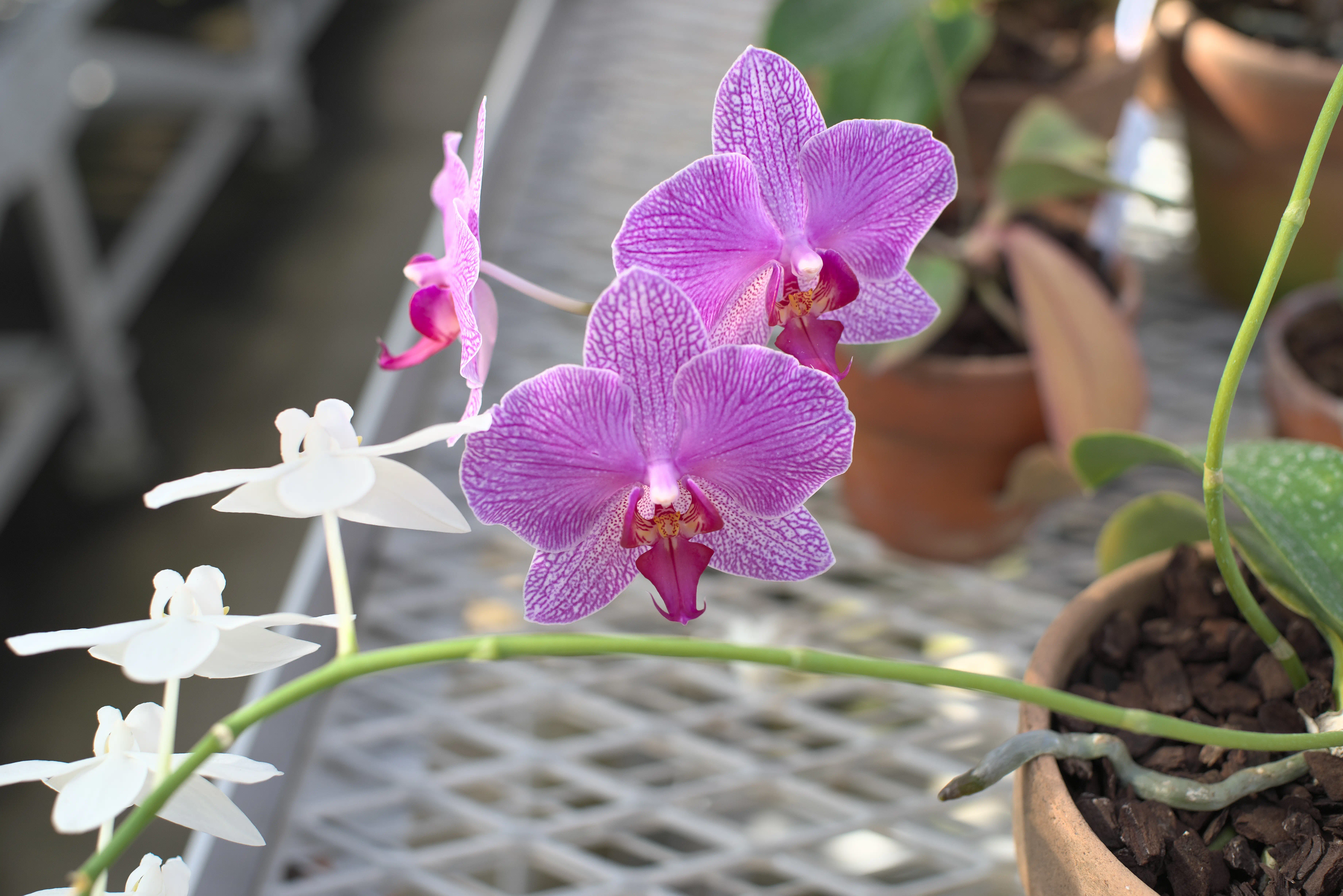 コチョウランの写真2