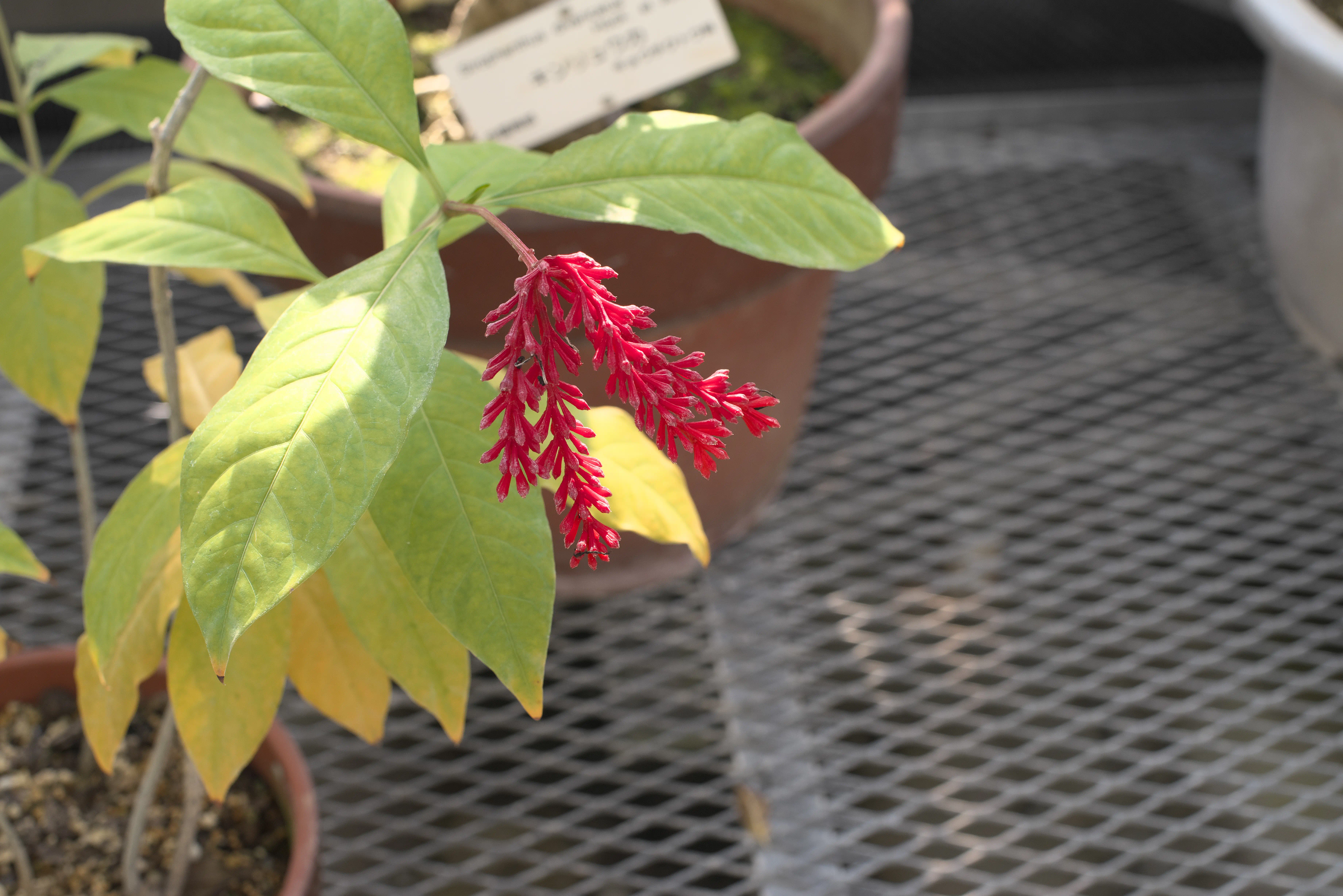 インドジャボクの写真