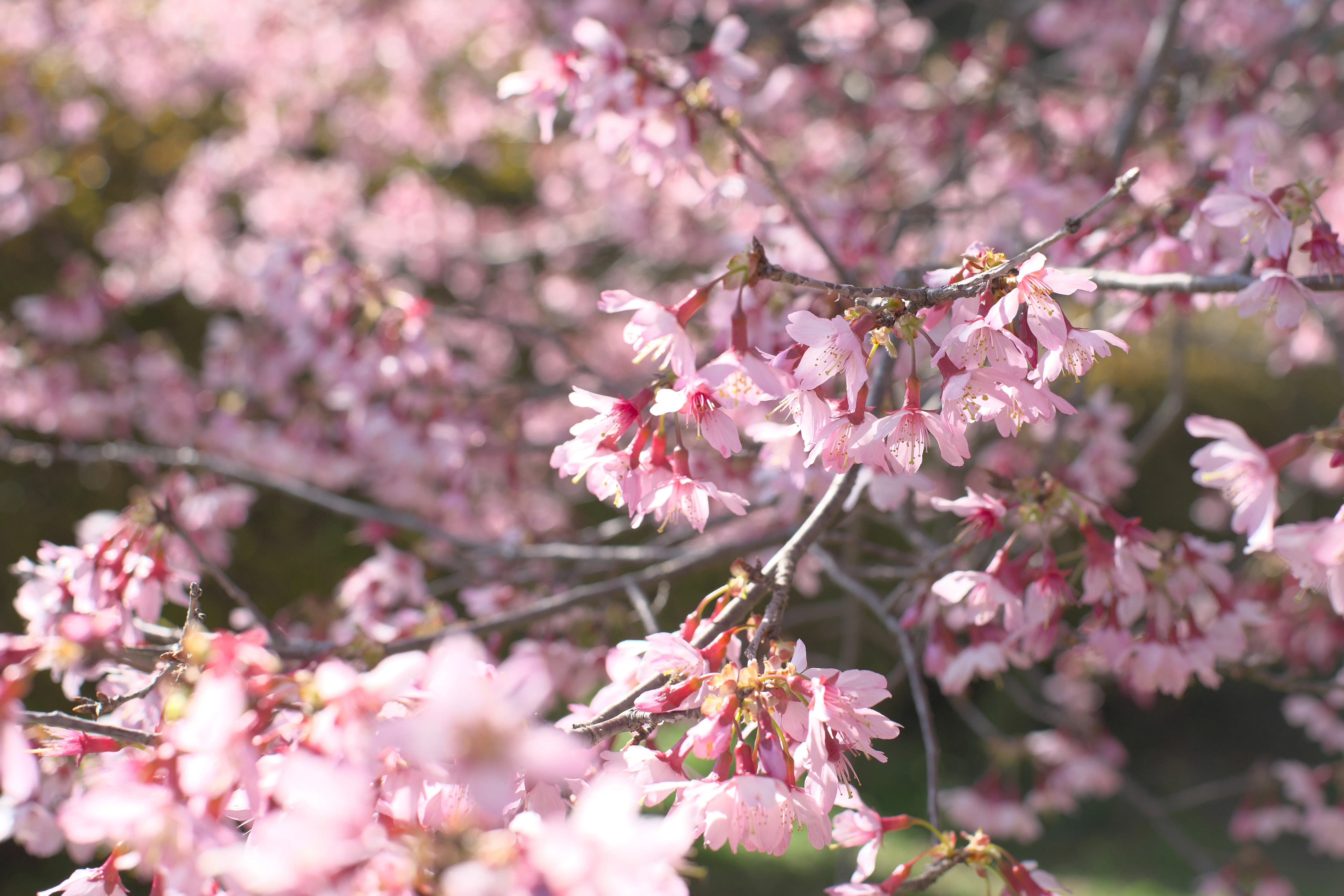 オカメザクラの写真1