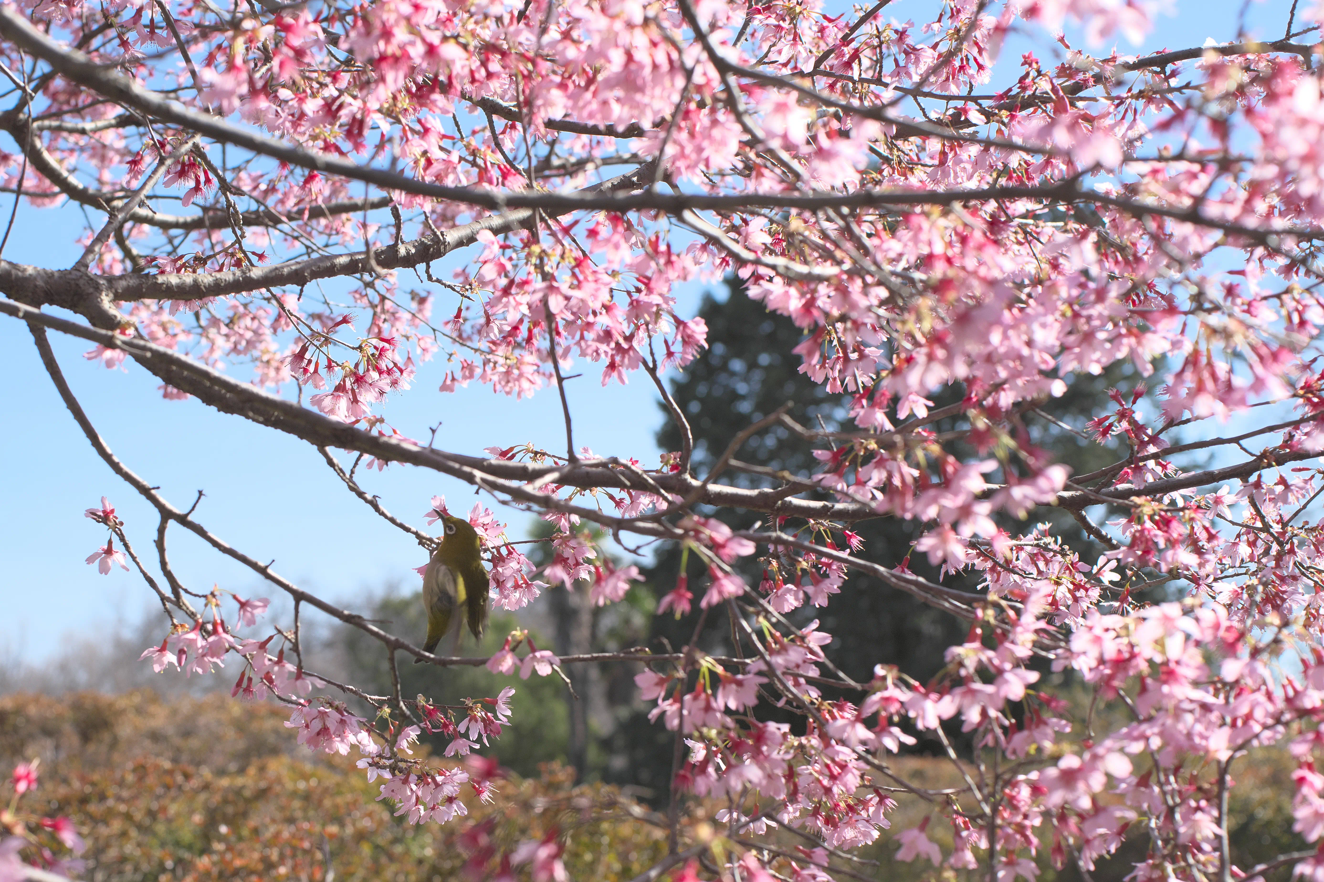 オカメザクラの写真3