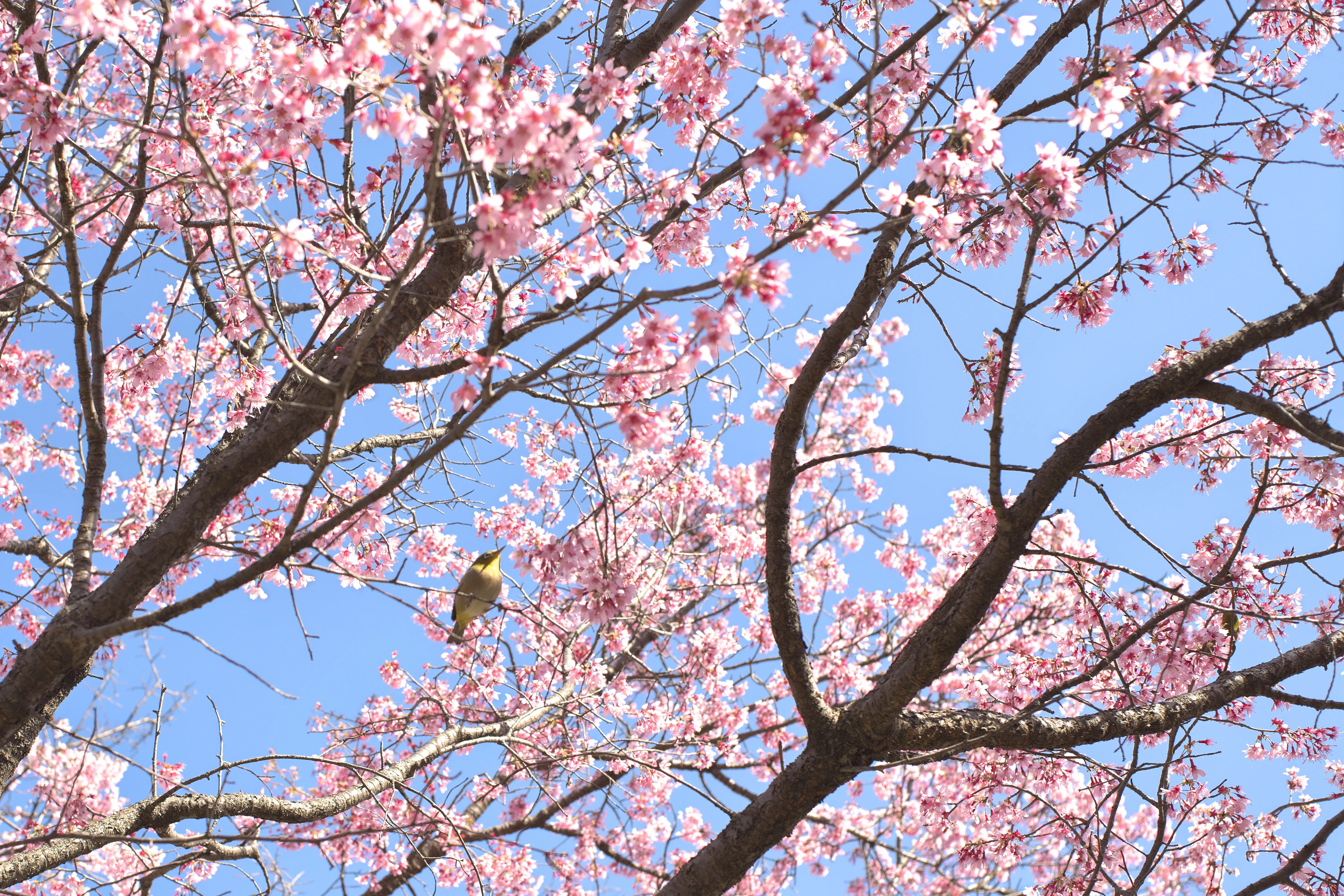 オカメザクラの写真4