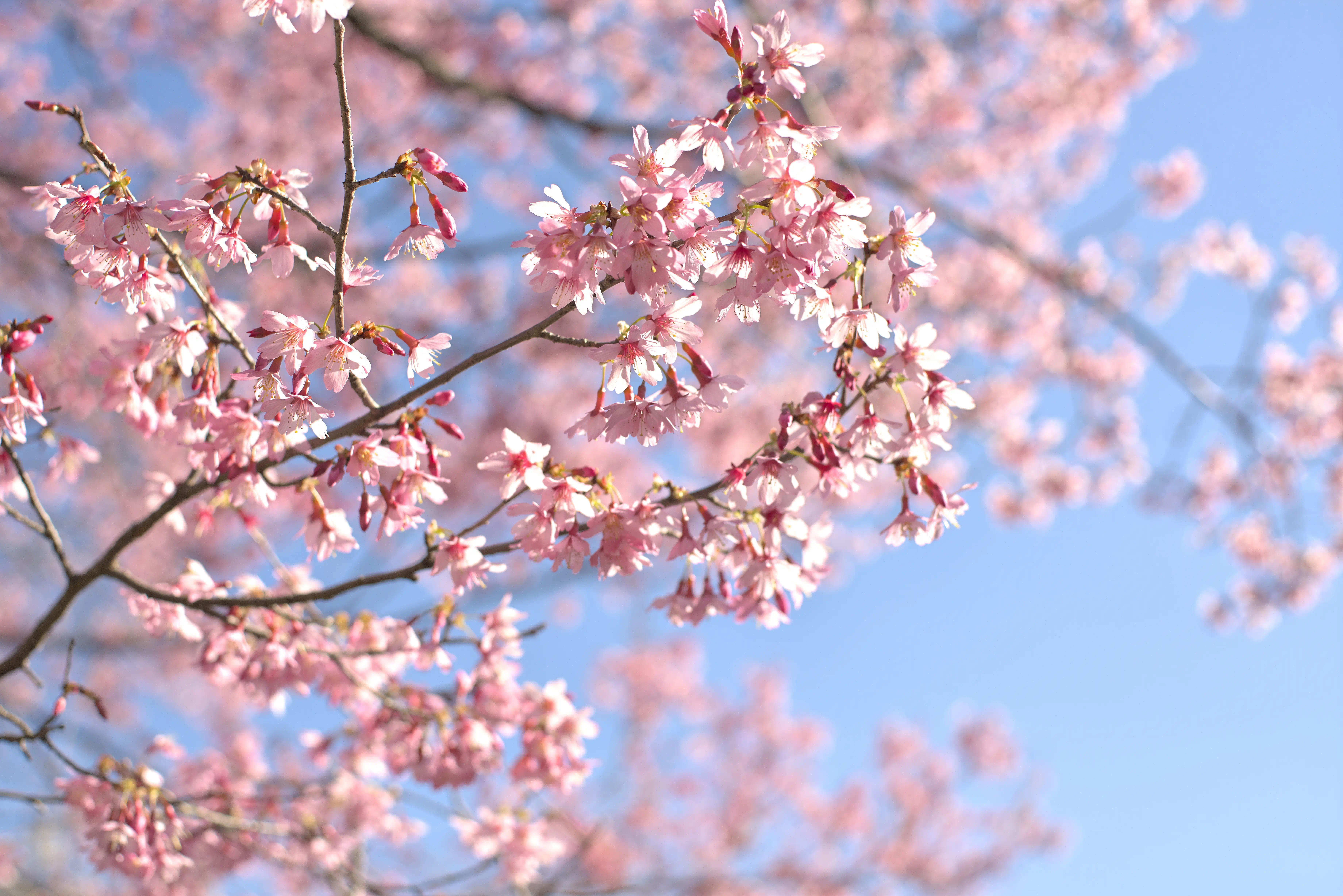 オカメザクラの写真2