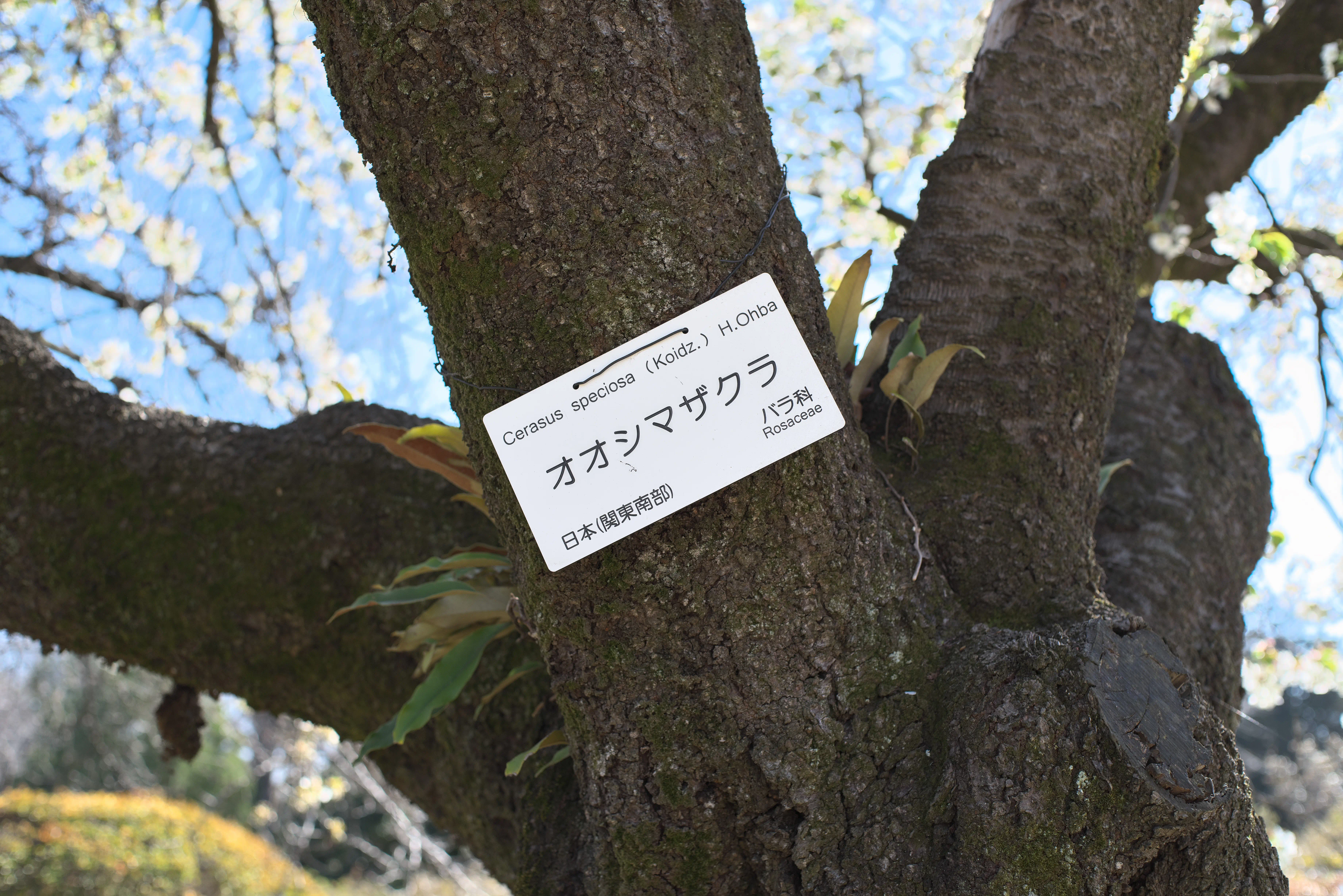 オオシマザクラの写真1