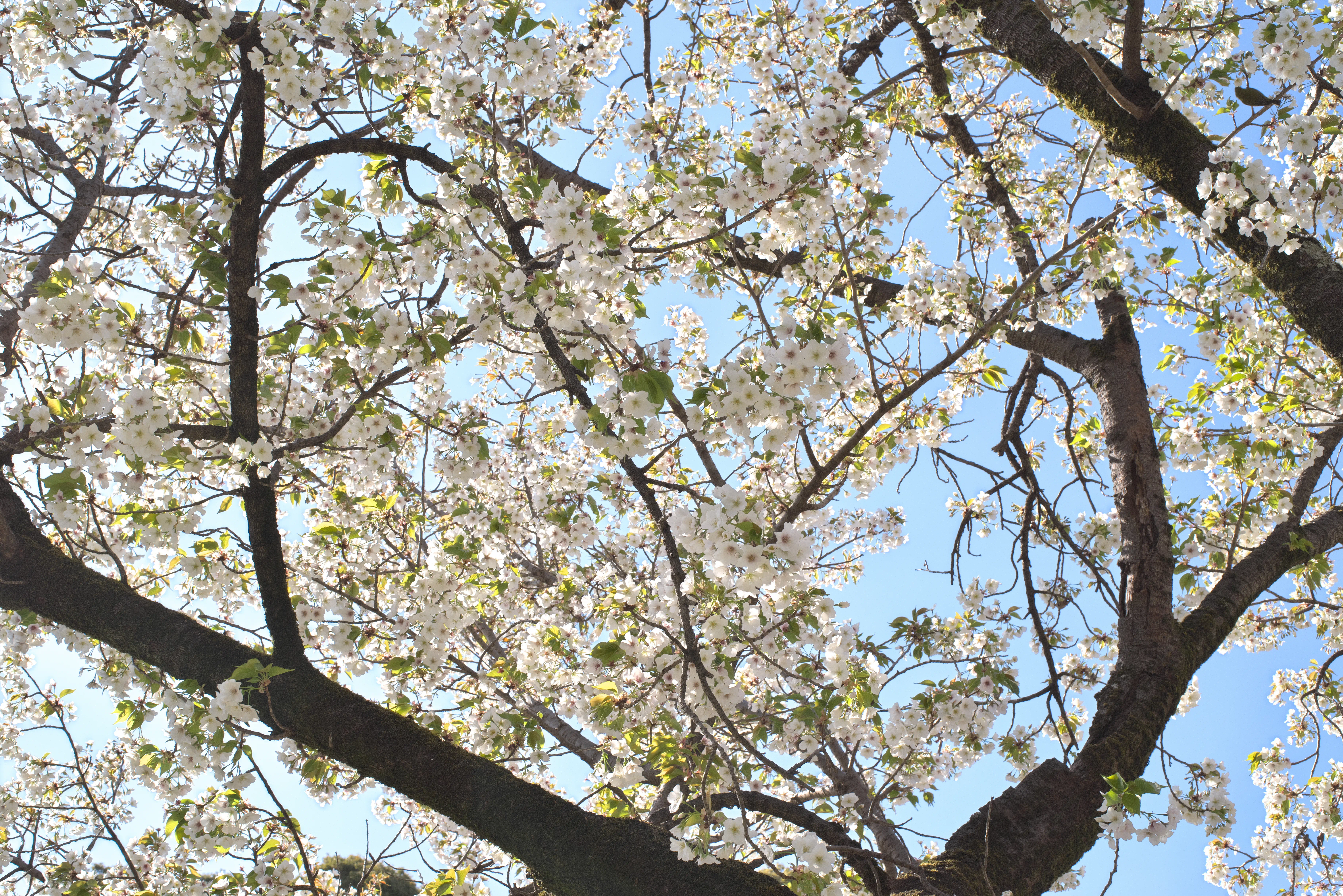 オオシマザクラの写真2