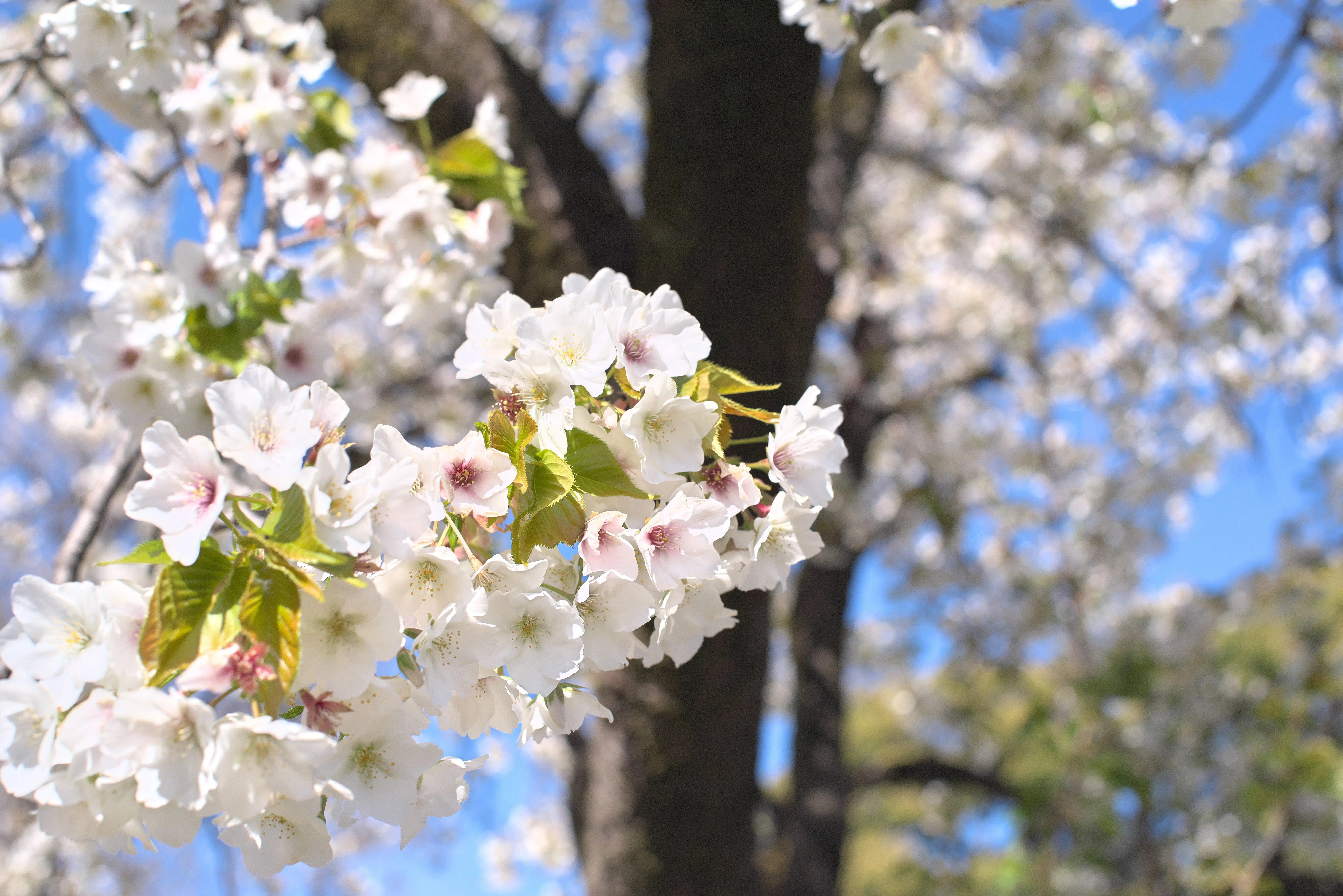 オオシマザクラの写真3