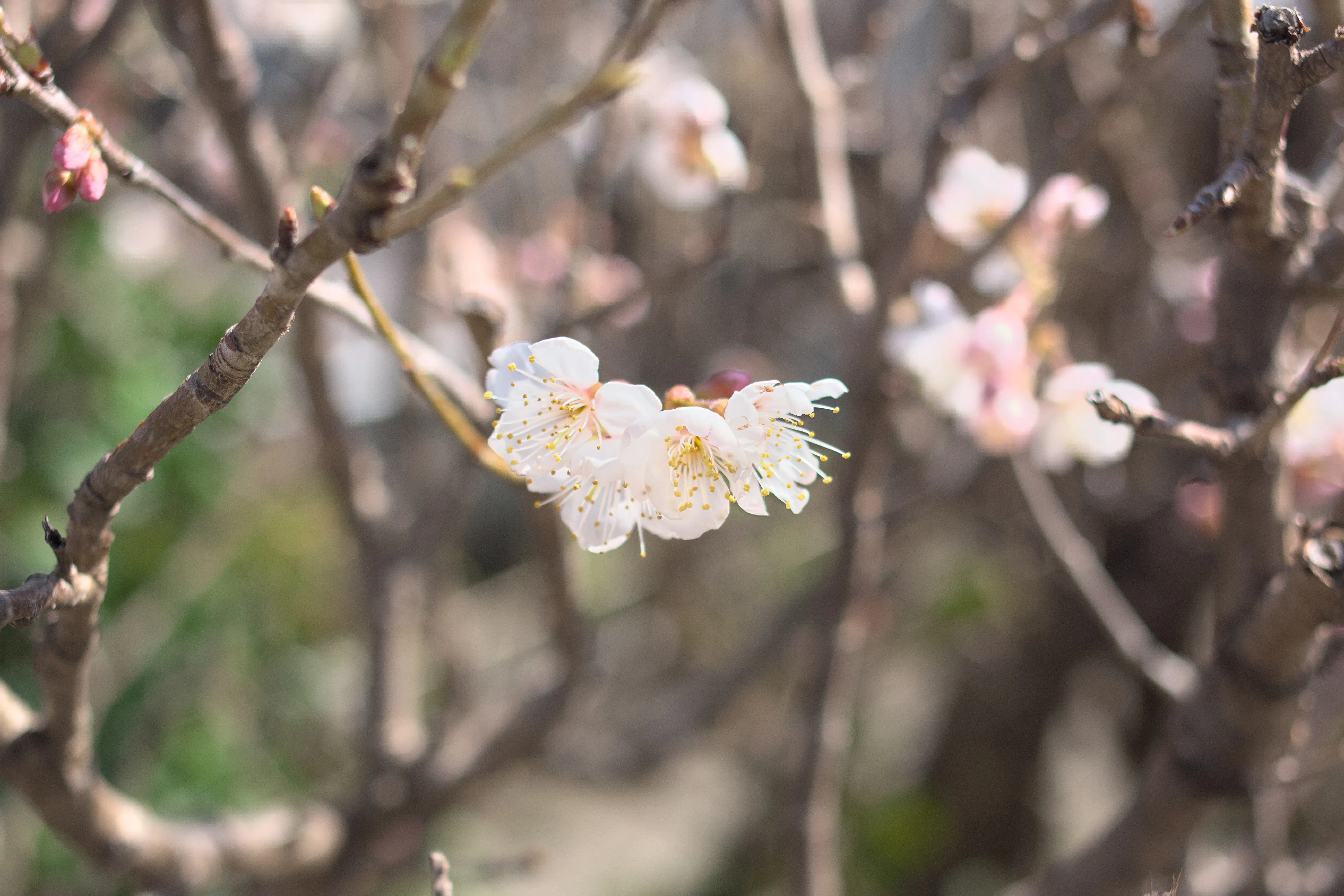 白い梅の花の写真