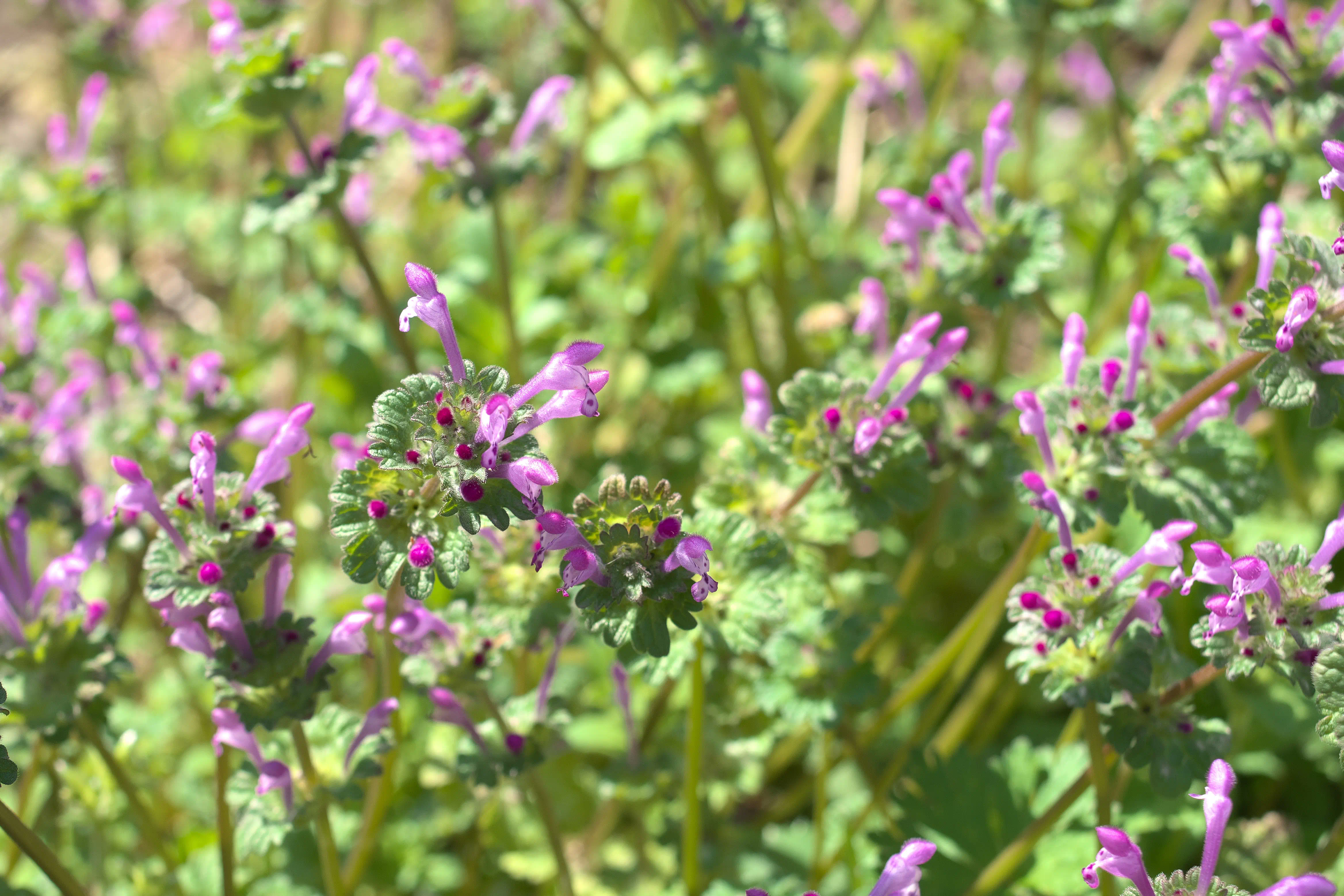 ホトケノザの写真