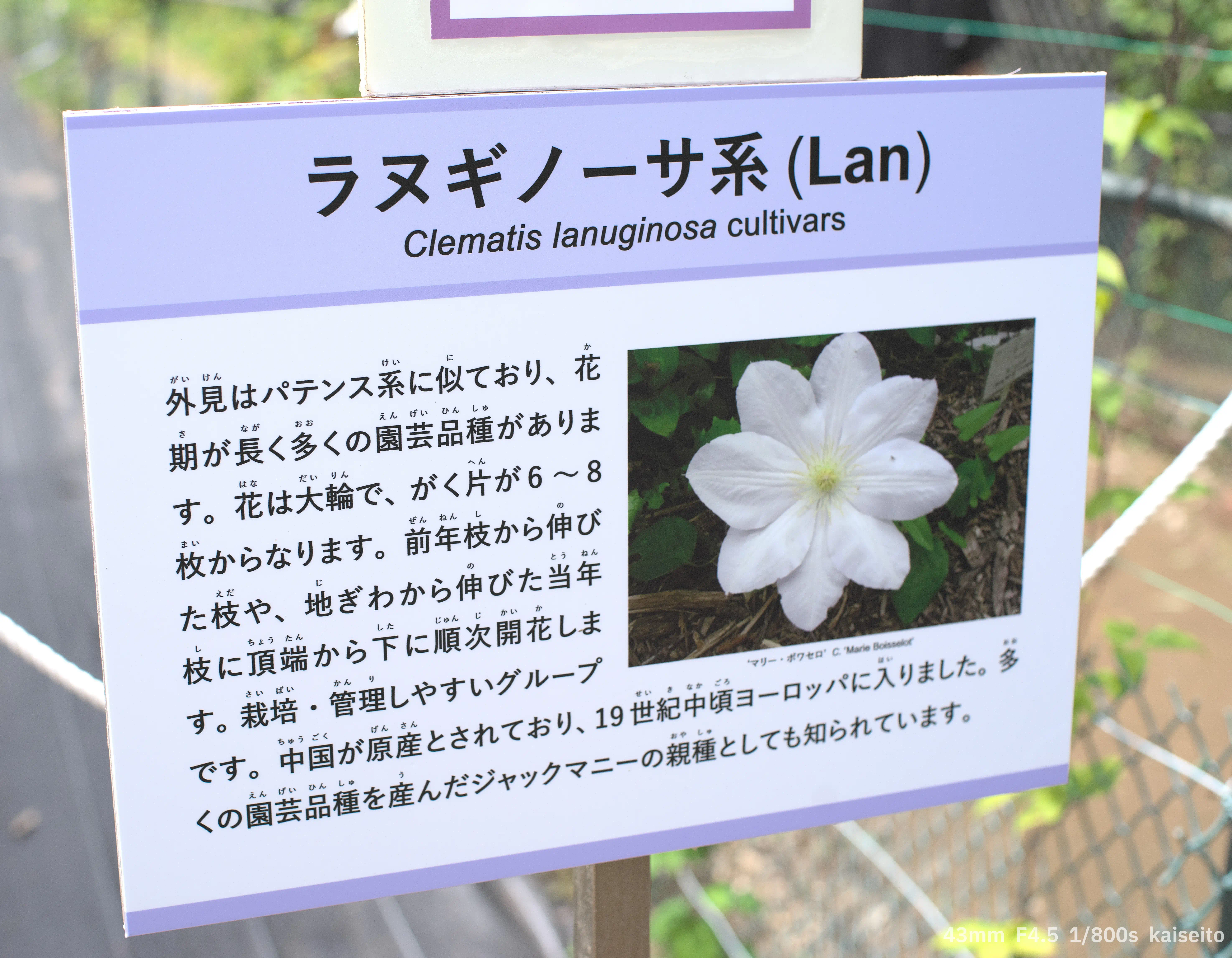 ラヌギノーサ系の解説板