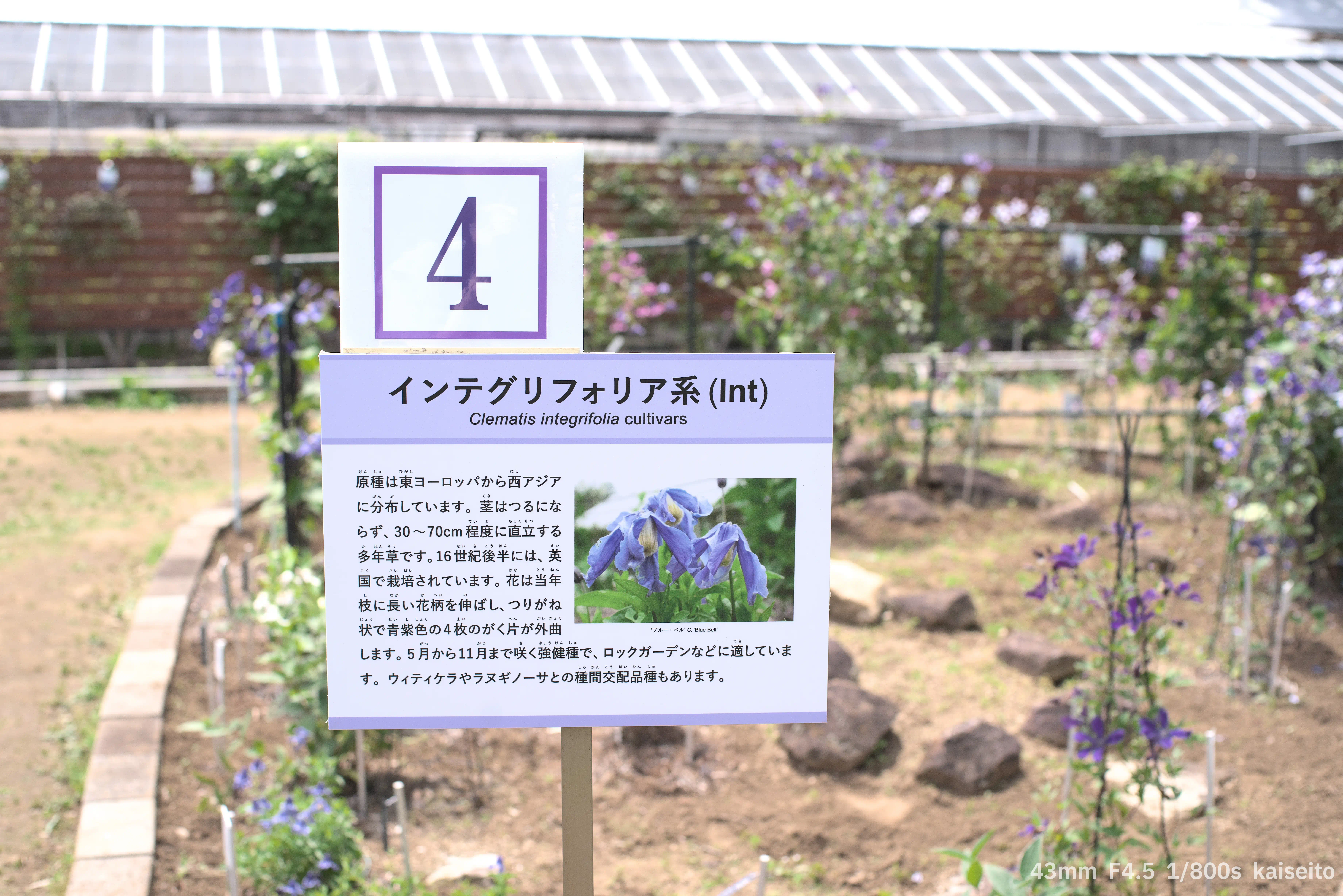 インテグリフォリア系の解説板
