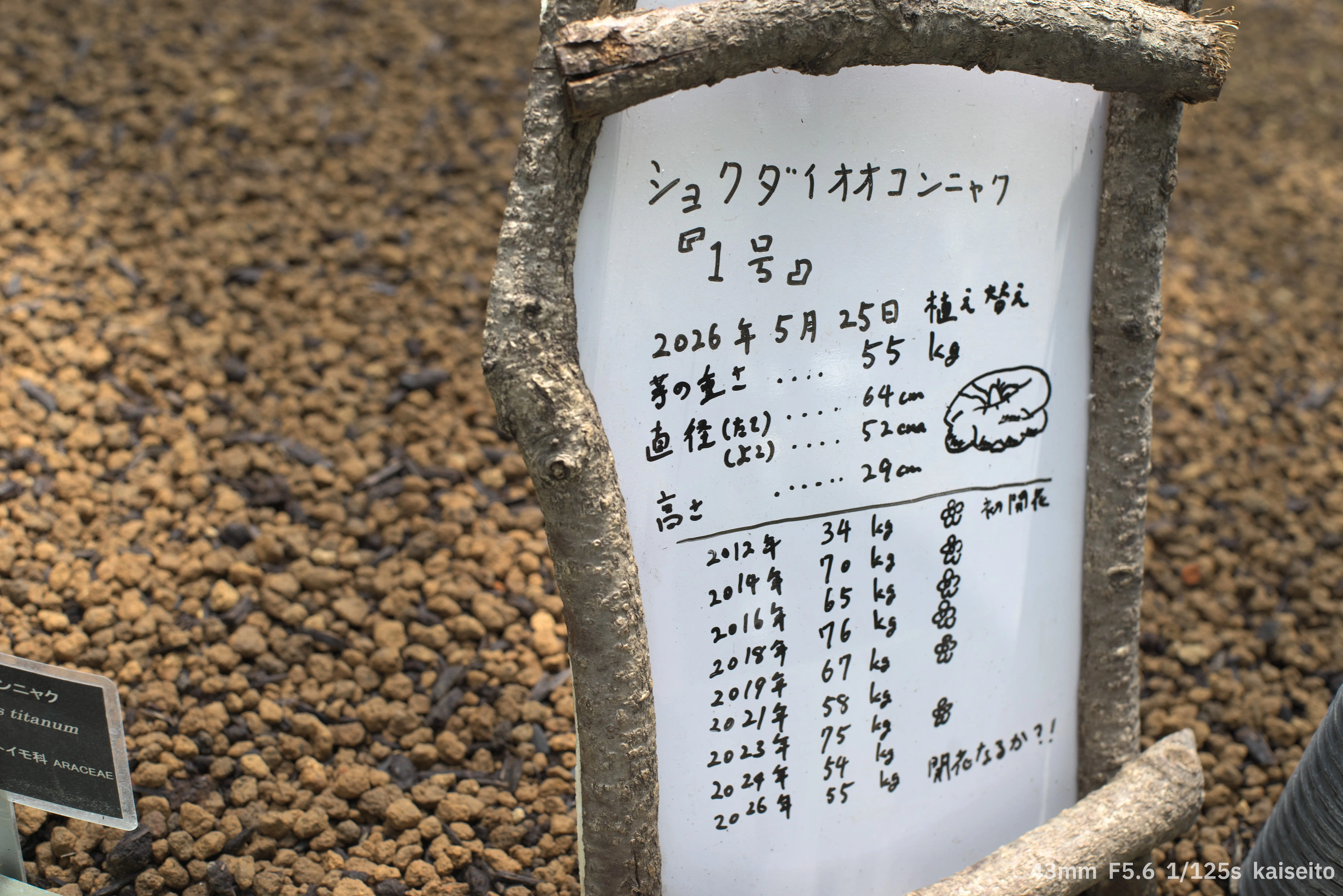 ショクダイオオコンニャクの芋の重さを記録したボード