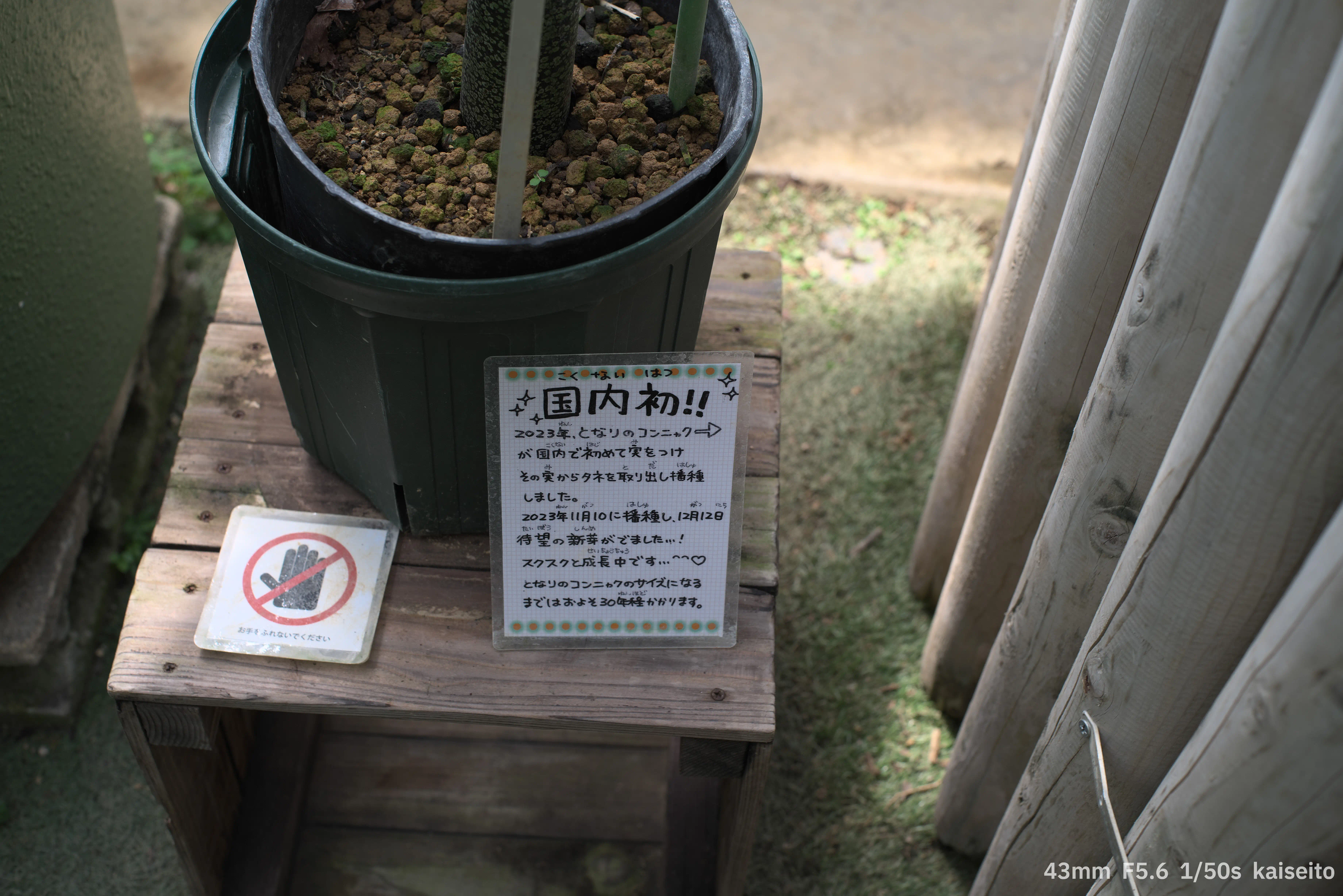 ショクダイオオコンニャクの実生株